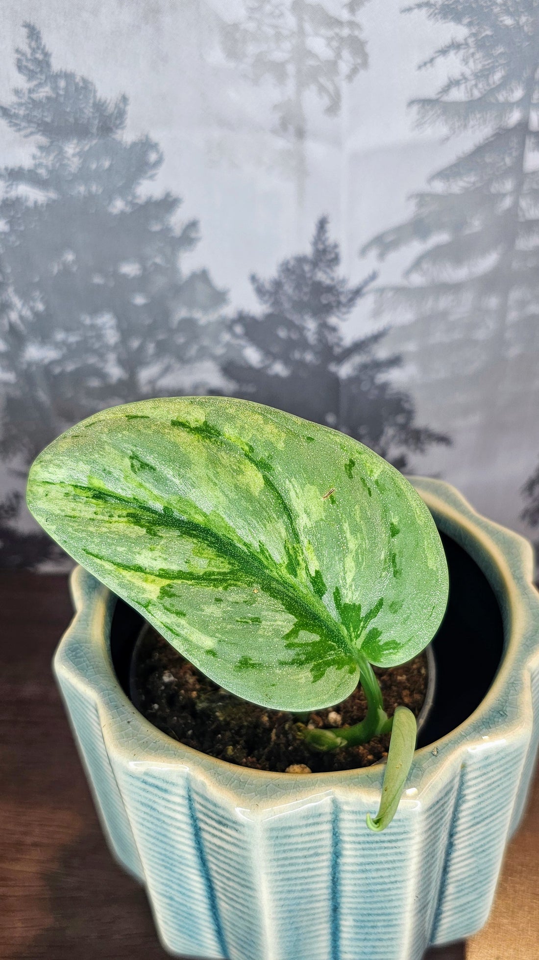 Scindapsus Exotica Holigram (S01)