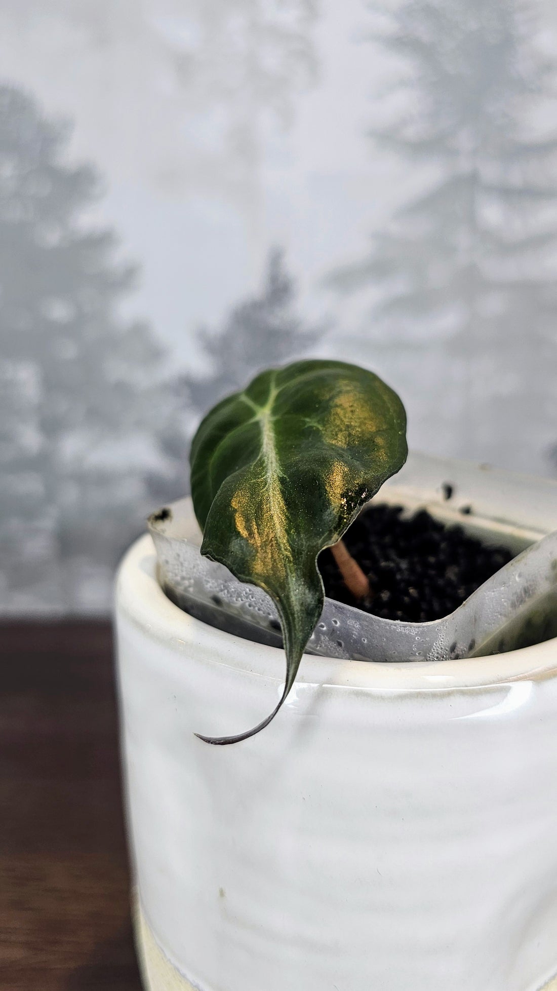 Alocasia Venom