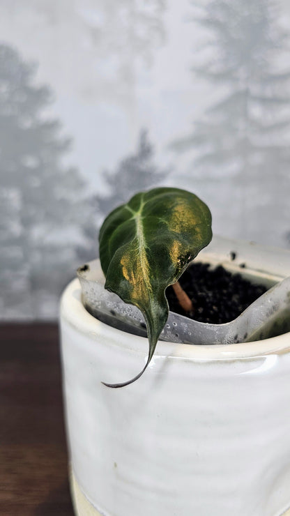 Alocasia Venom