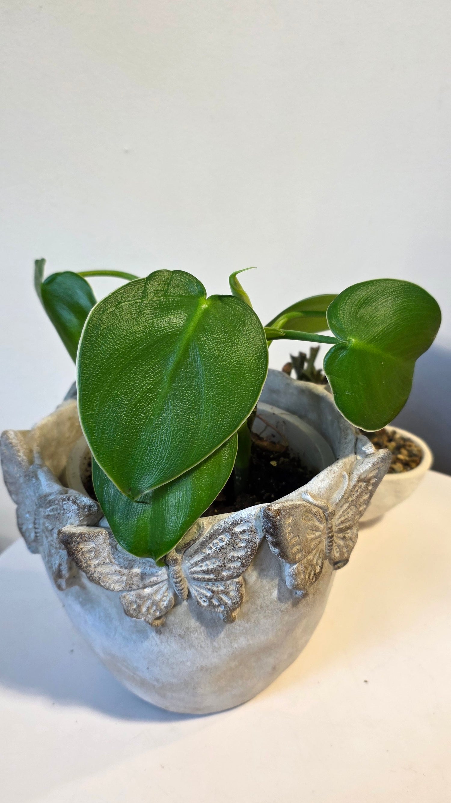 Philodendron Rugosum B