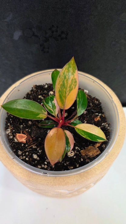 Philodendron Red Congo Variegated A