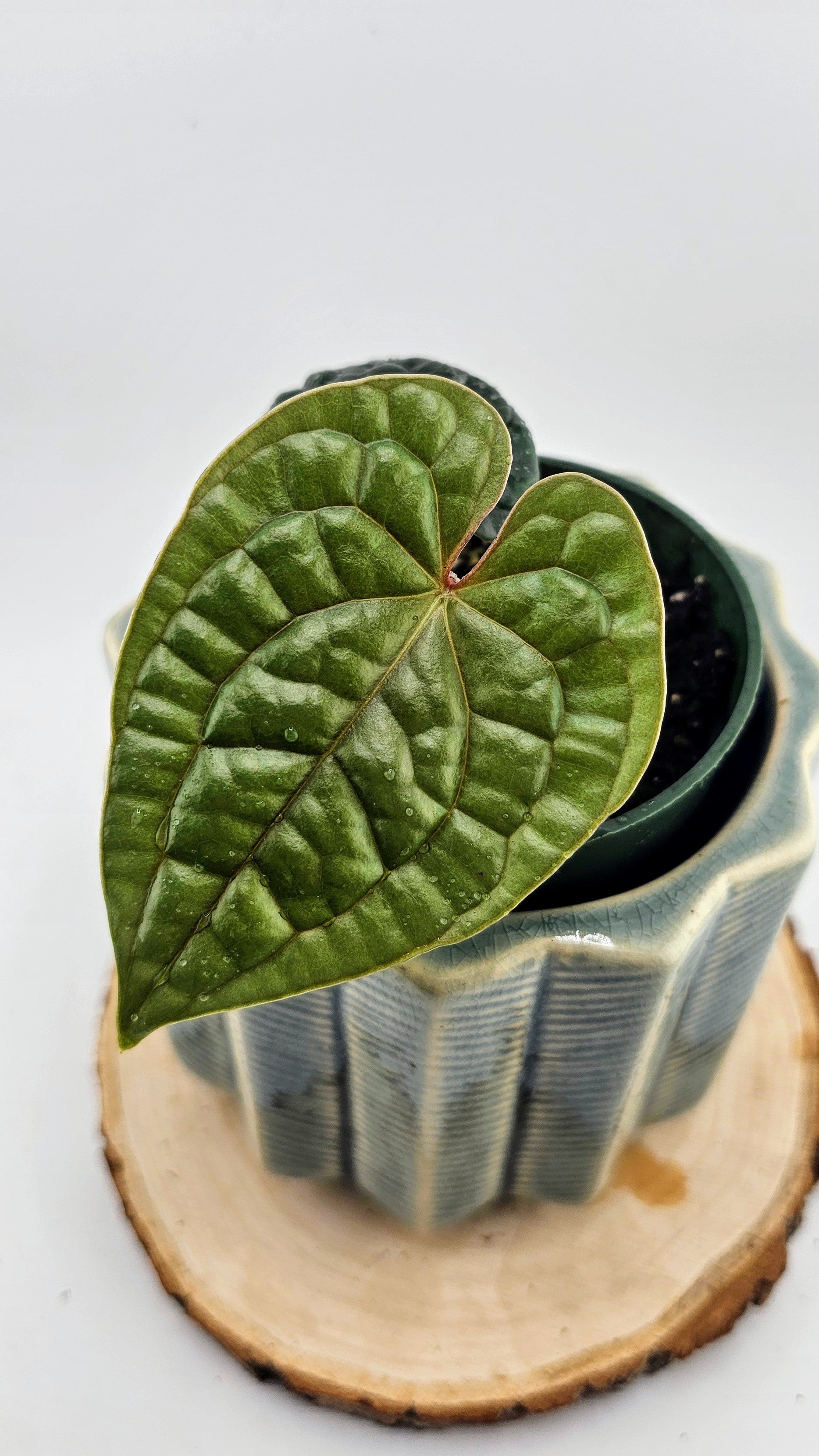 Anthurium Luxurians (B)