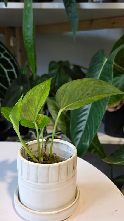 Epipremnum aureum &