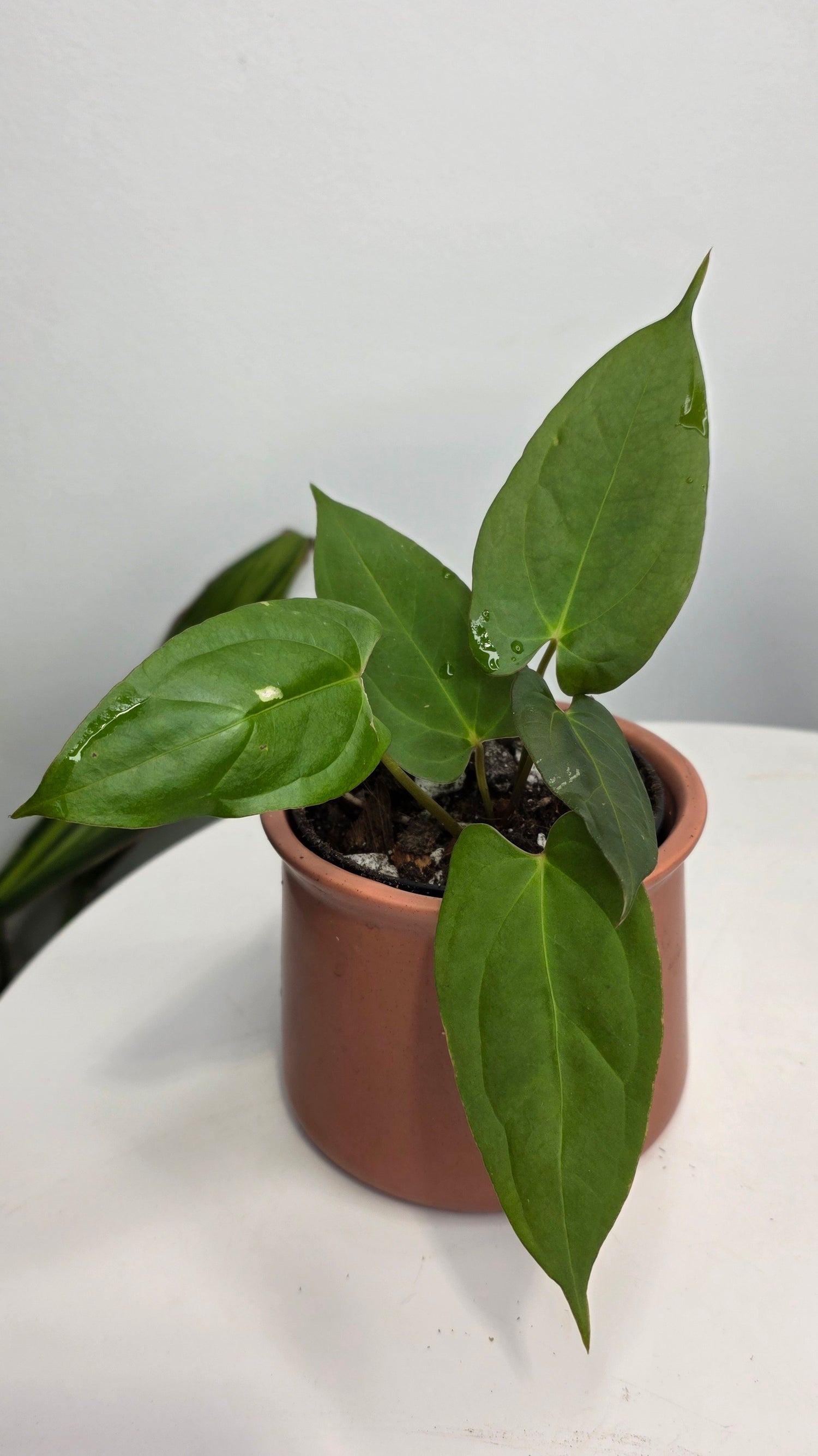 Anthurium Blue Pap x One DP B