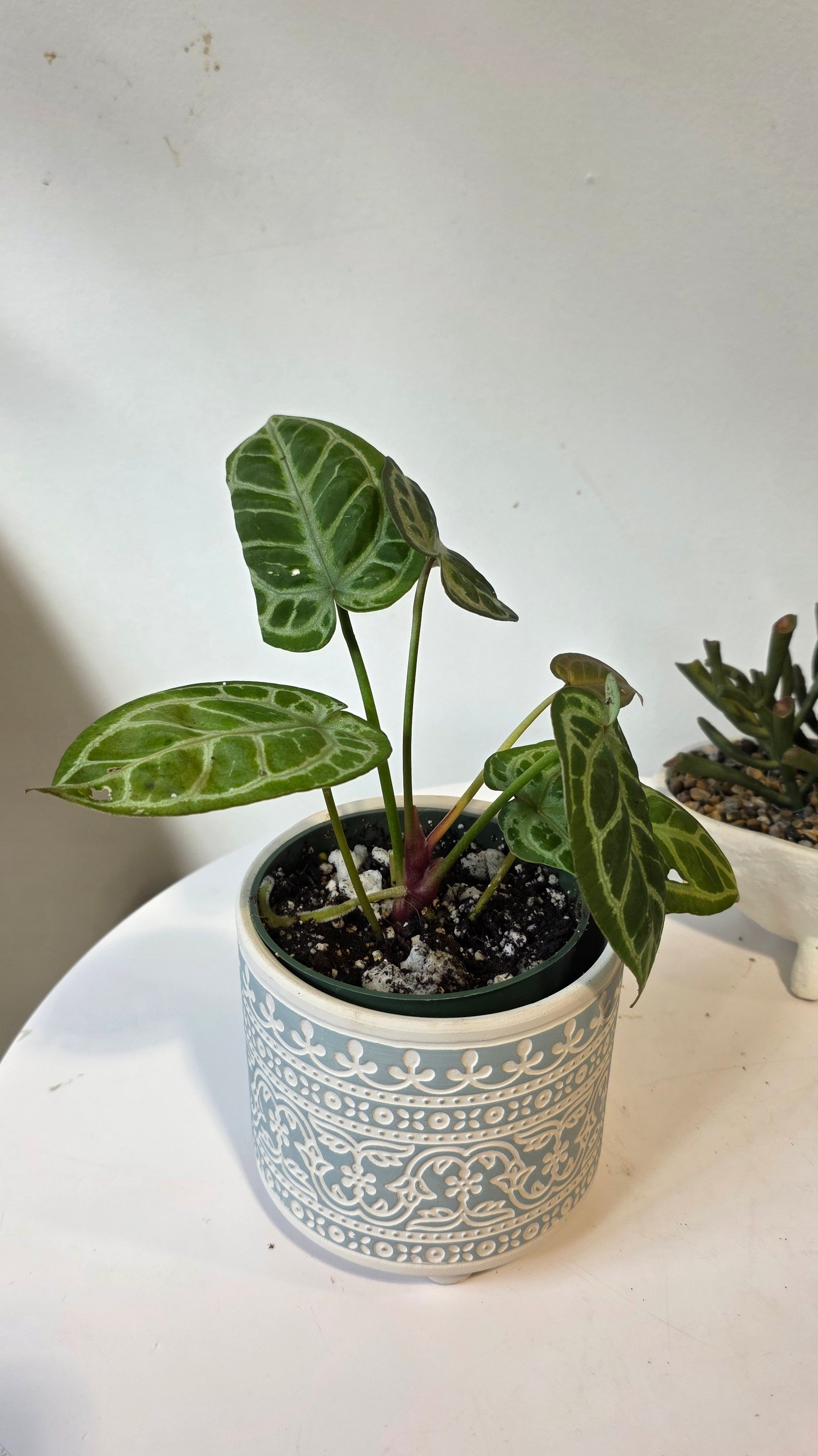 Anthurium king of spades x red crystallinum