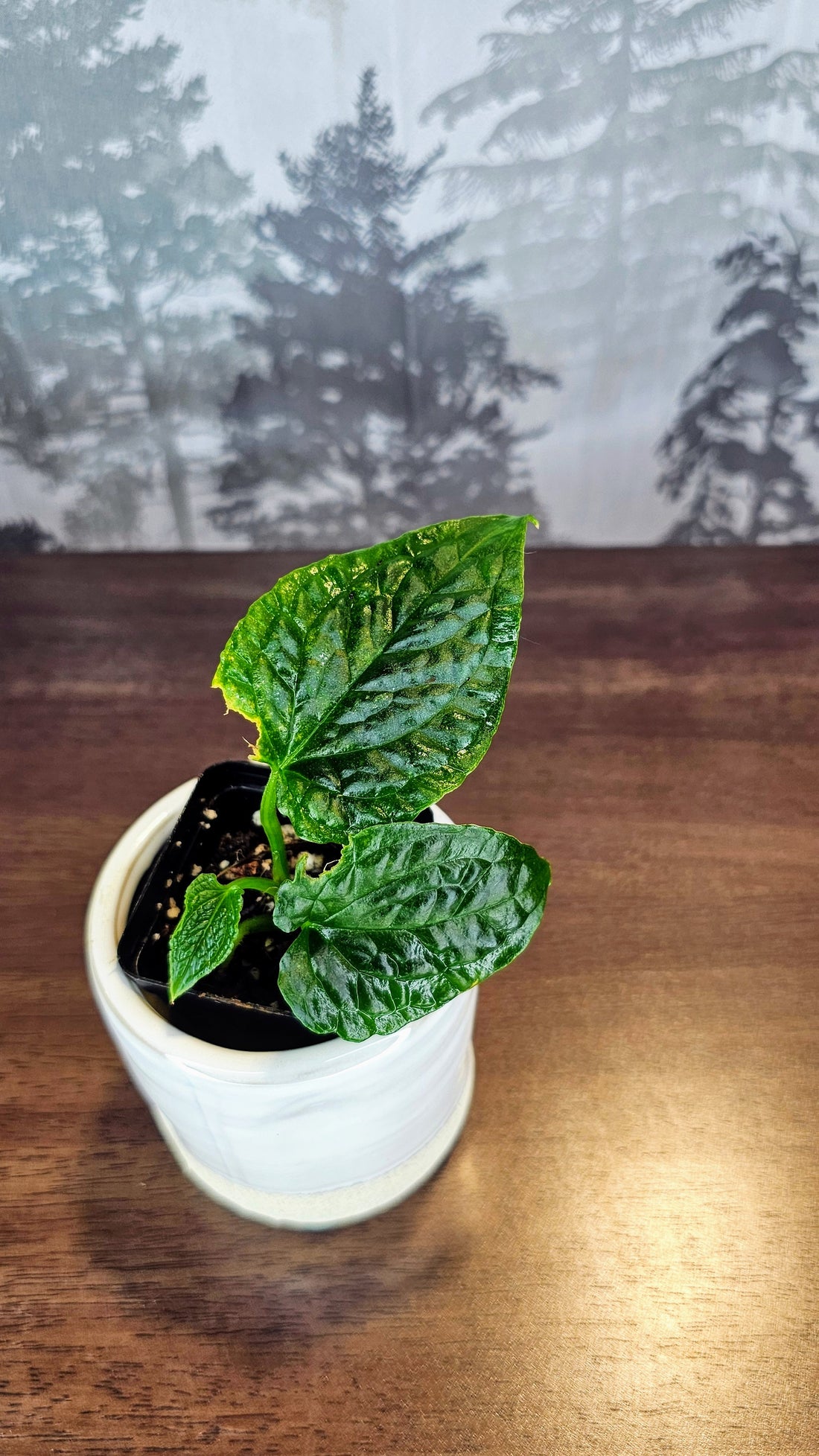 Anthurium Splendidum (A1)