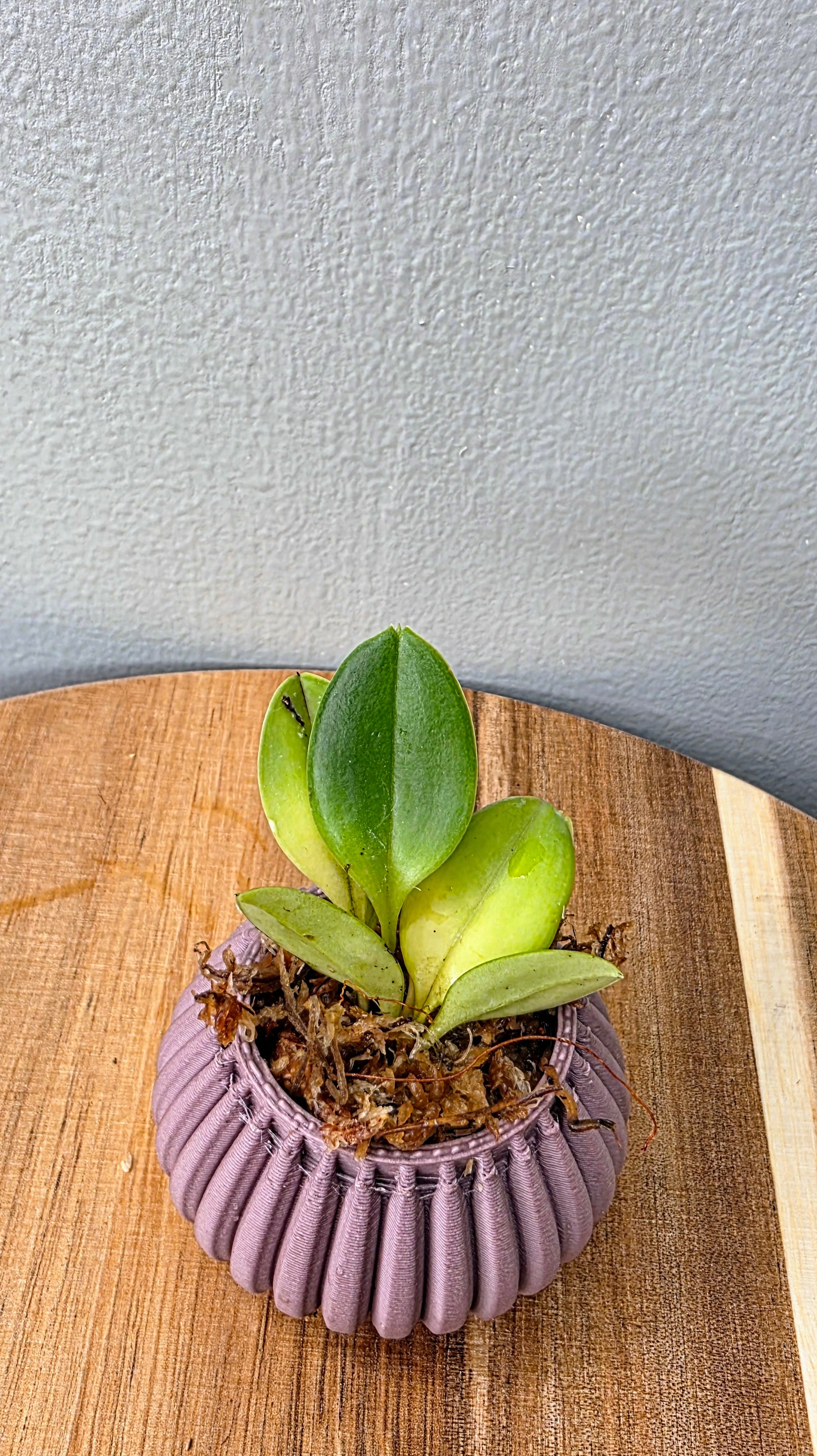 Masdevallia xanthina