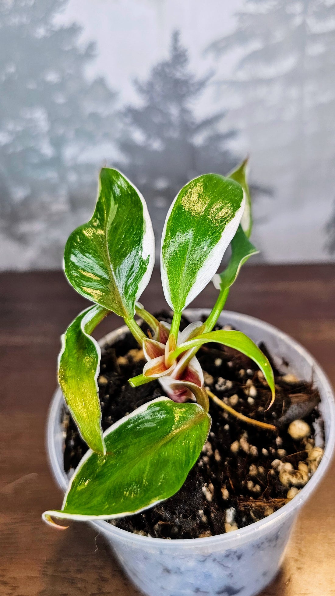 Philodendron White Knight Mutation