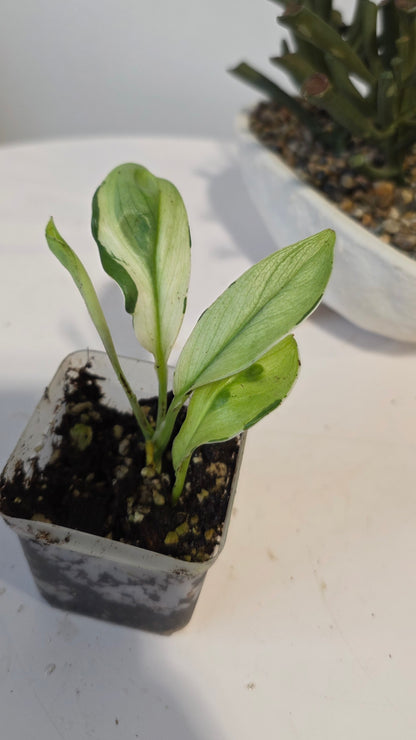 Scindapsus Treubii Superstar "a"