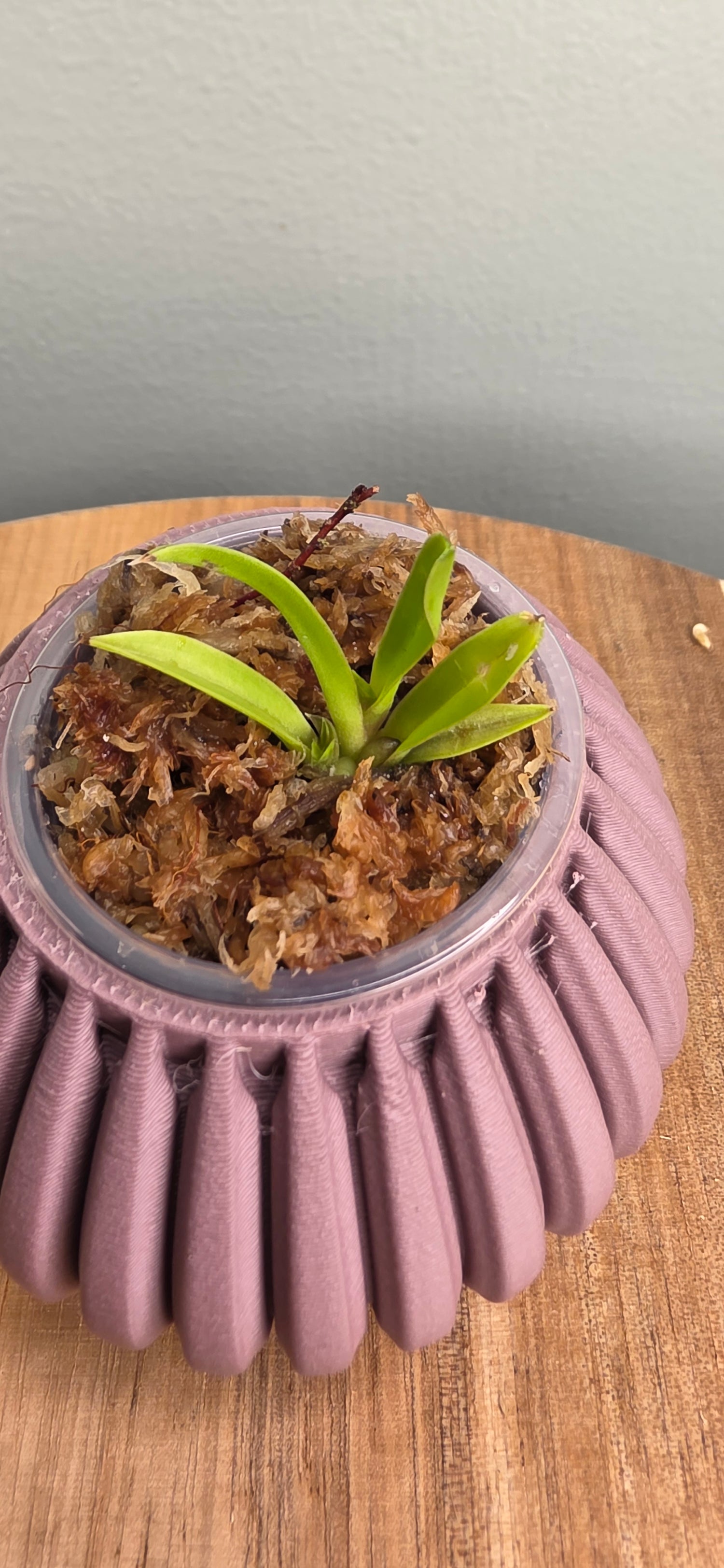 Cattleya milleri