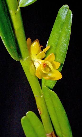 Dendrobium ingratum