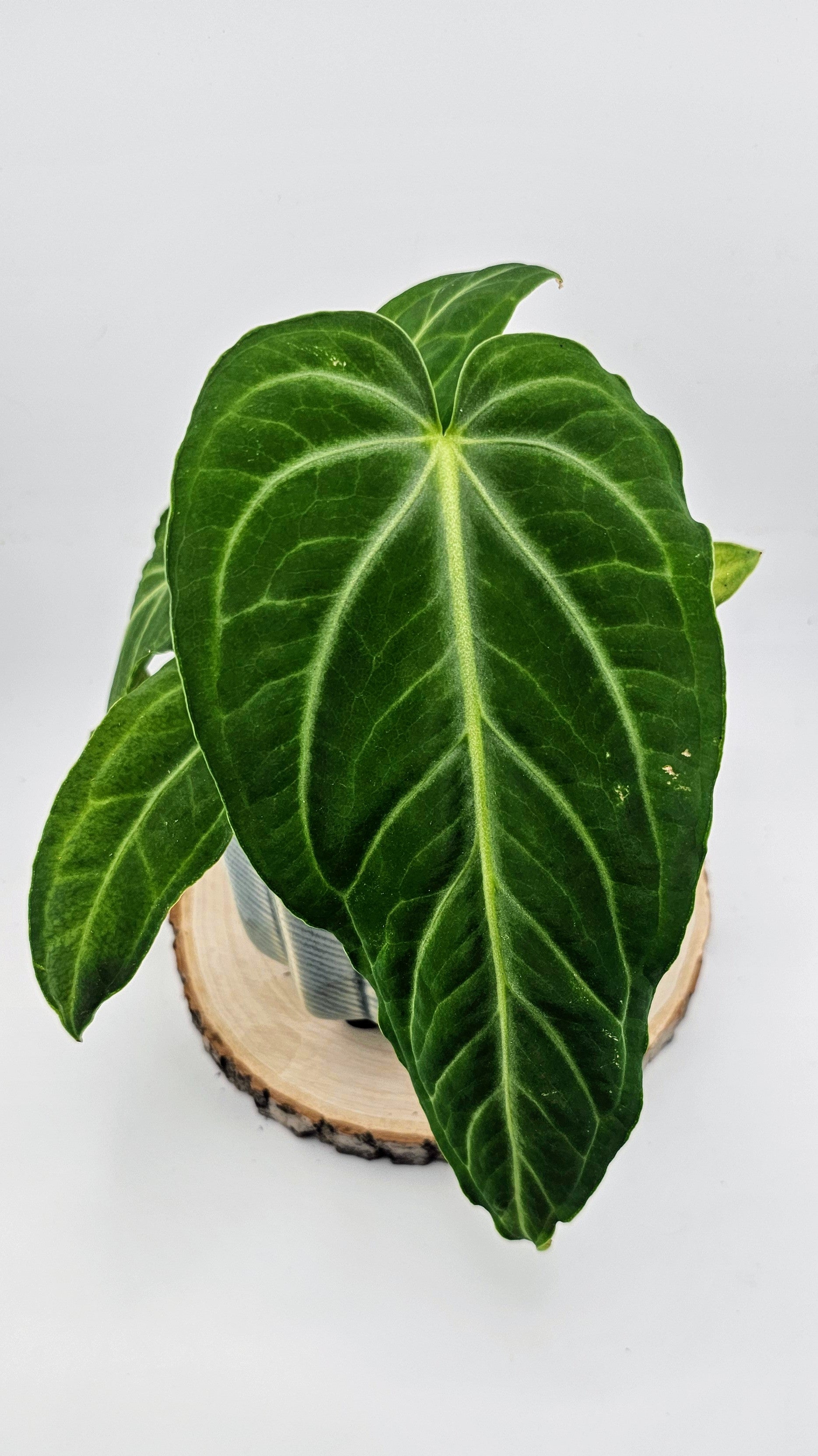 Anthurium Villenaorum 4&quot;