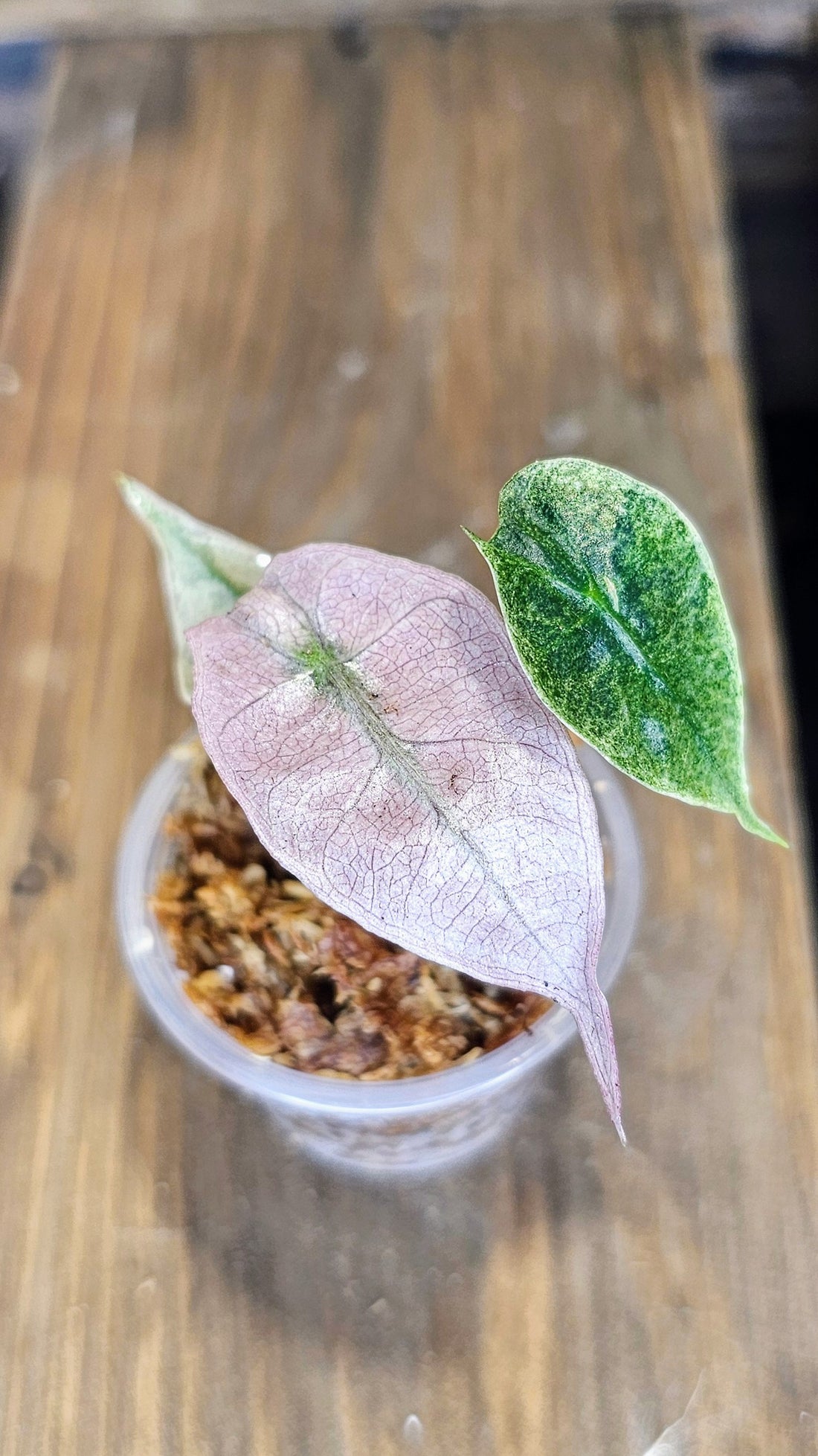 Alocasia Polly Variegated