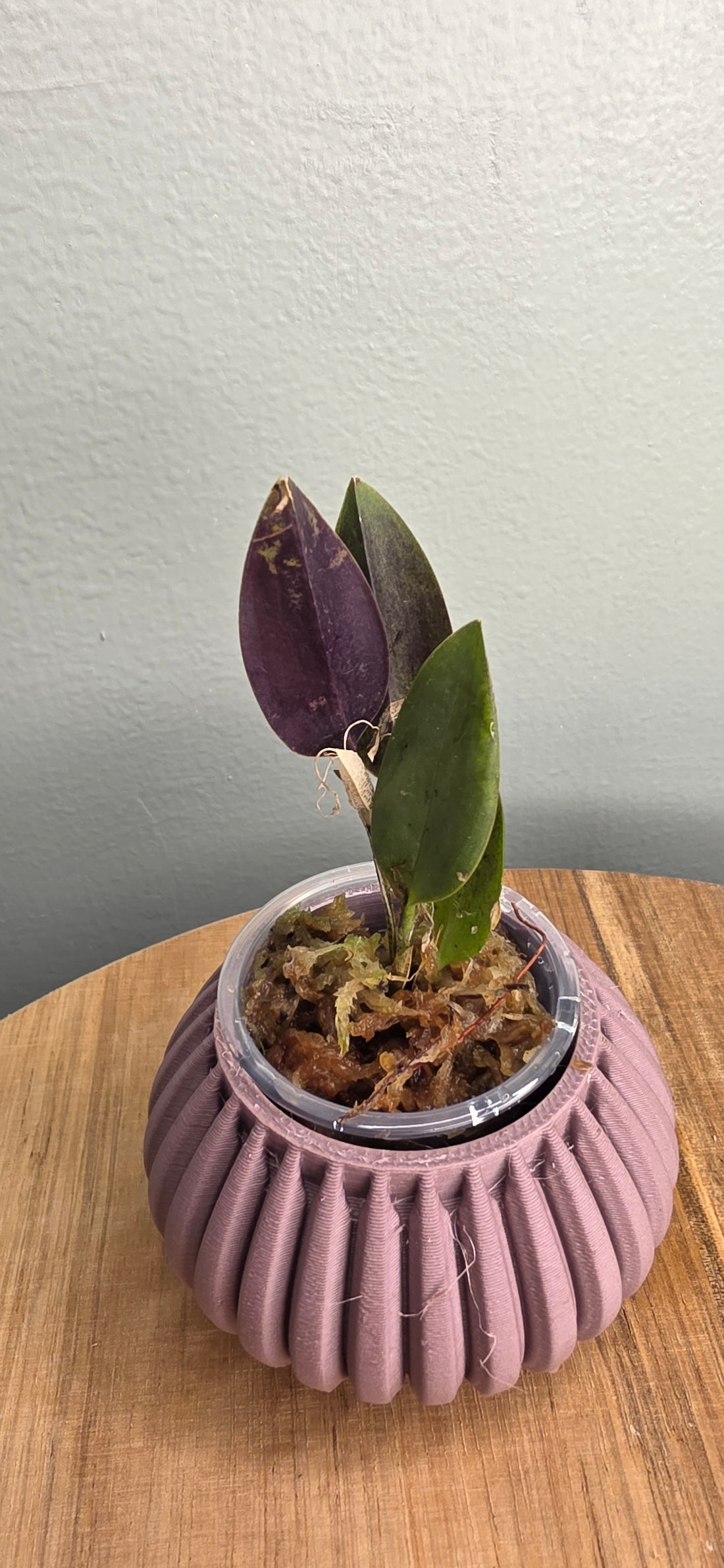 Restrepia howei