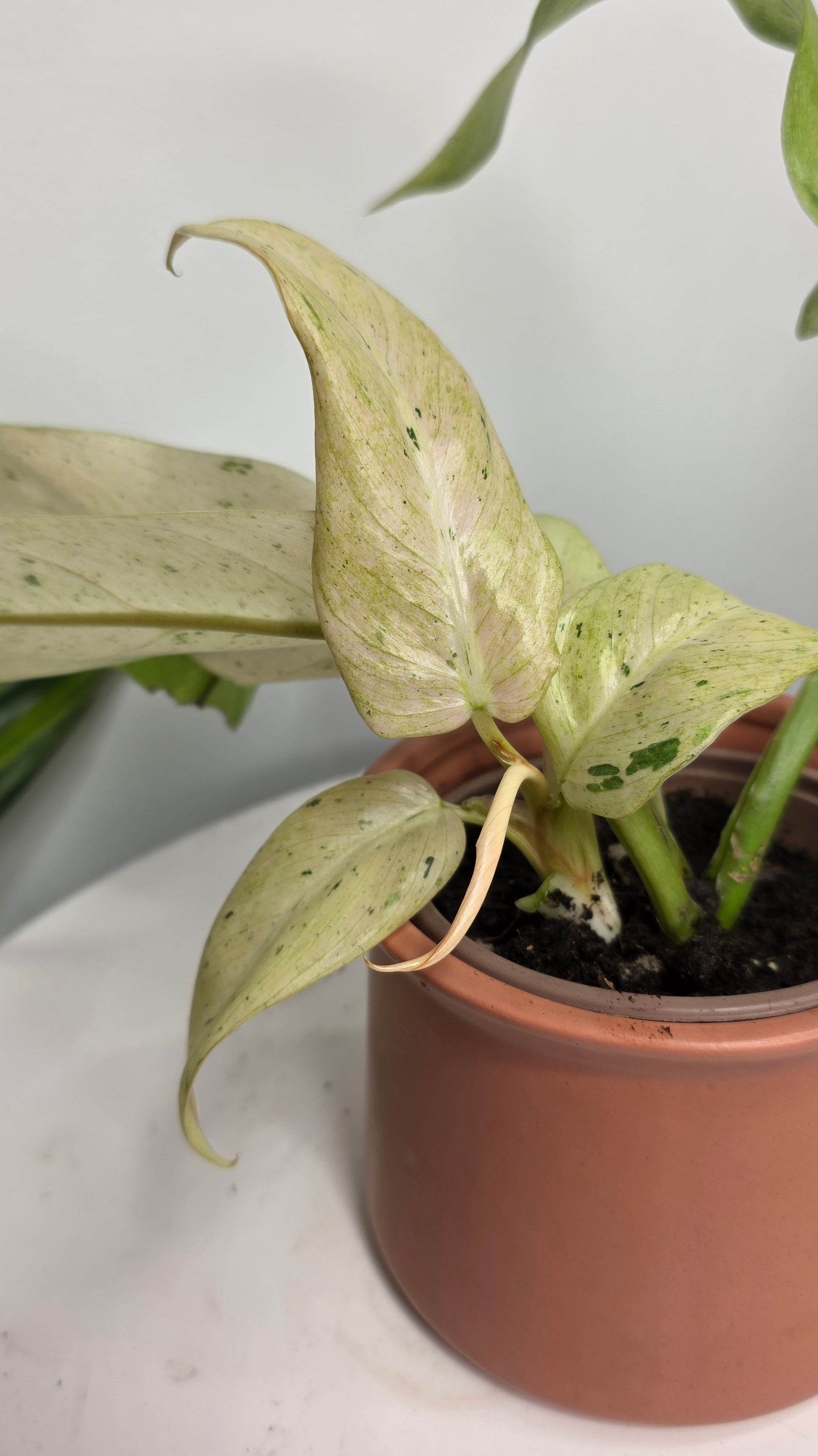 Philodendron Snowdrift Variegated C