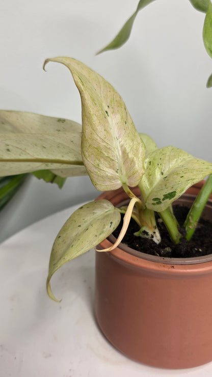 Philodendron Snowdrift Variegated C
