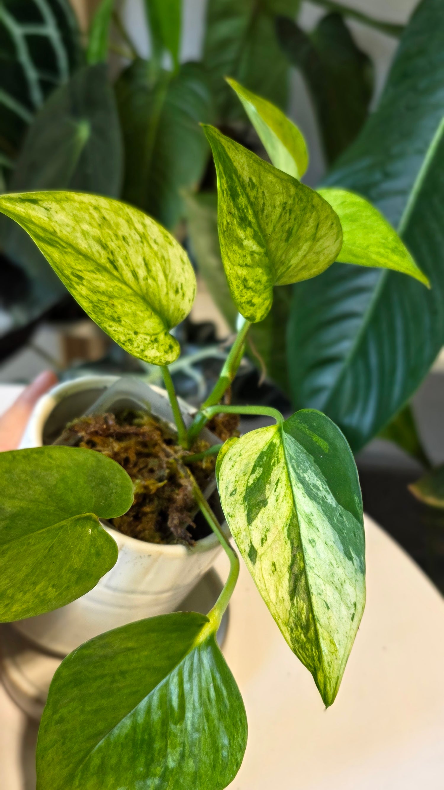 Epipremnum aureum &