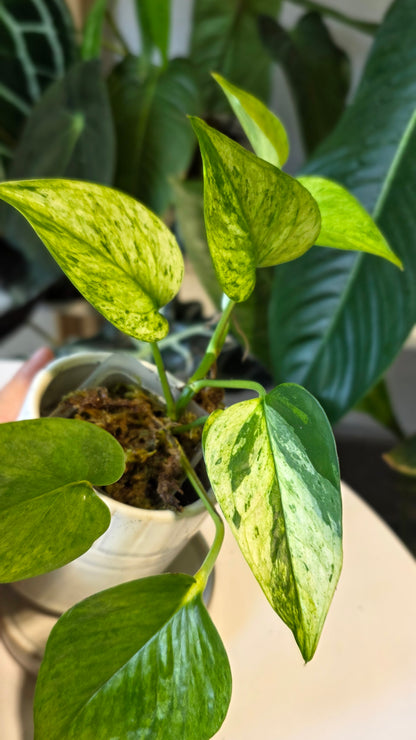 Epipremnum aureum &