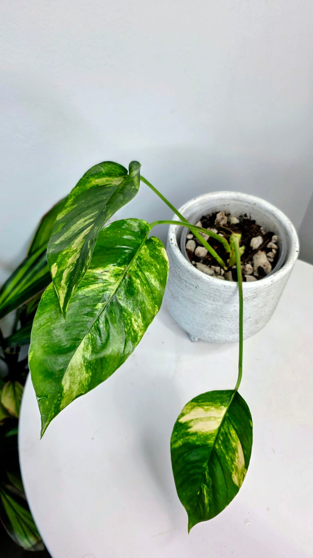 Epipremnum Pinnatum Sunburst B