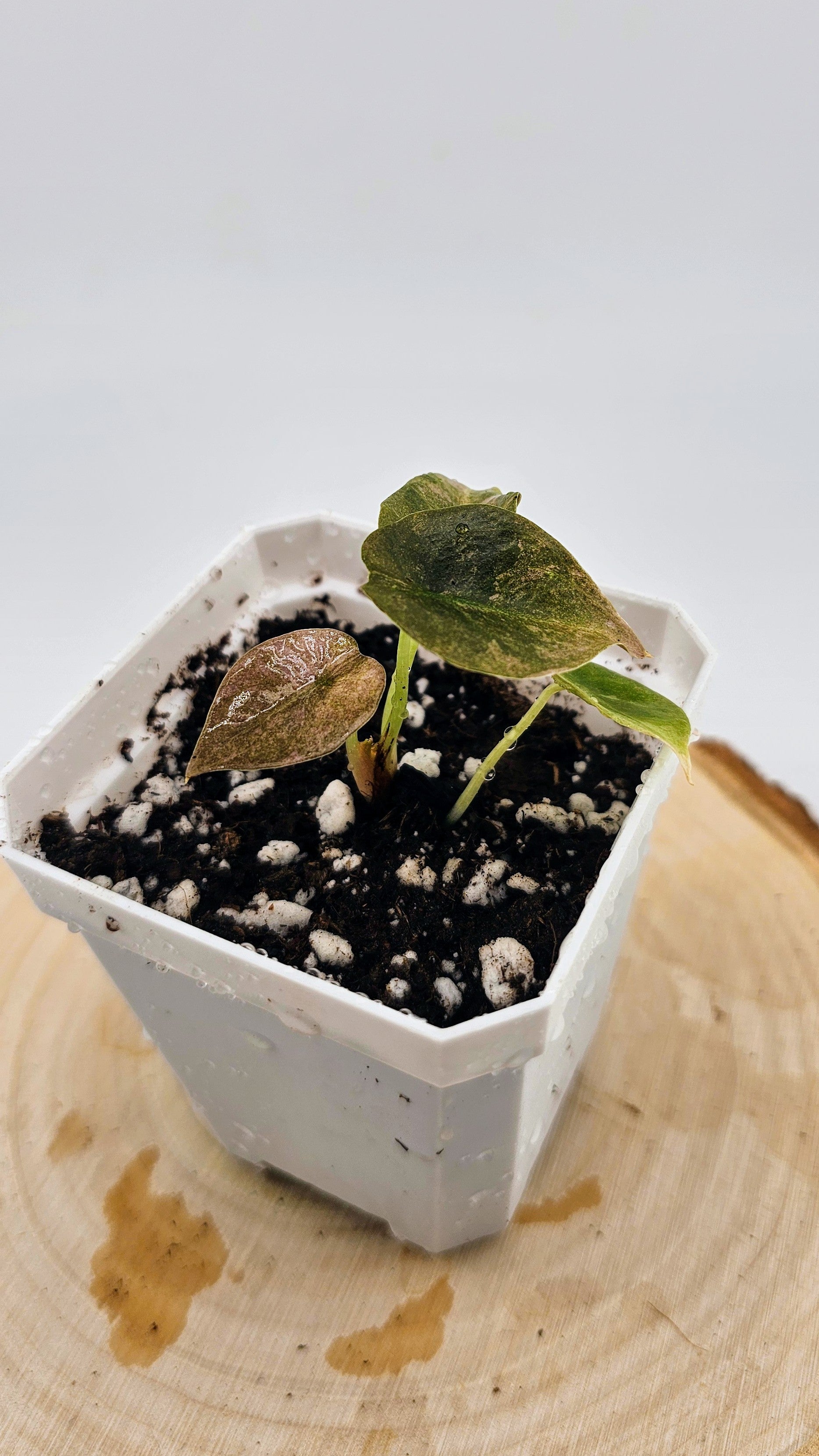 Alocasia Cuprea Variegated (C)