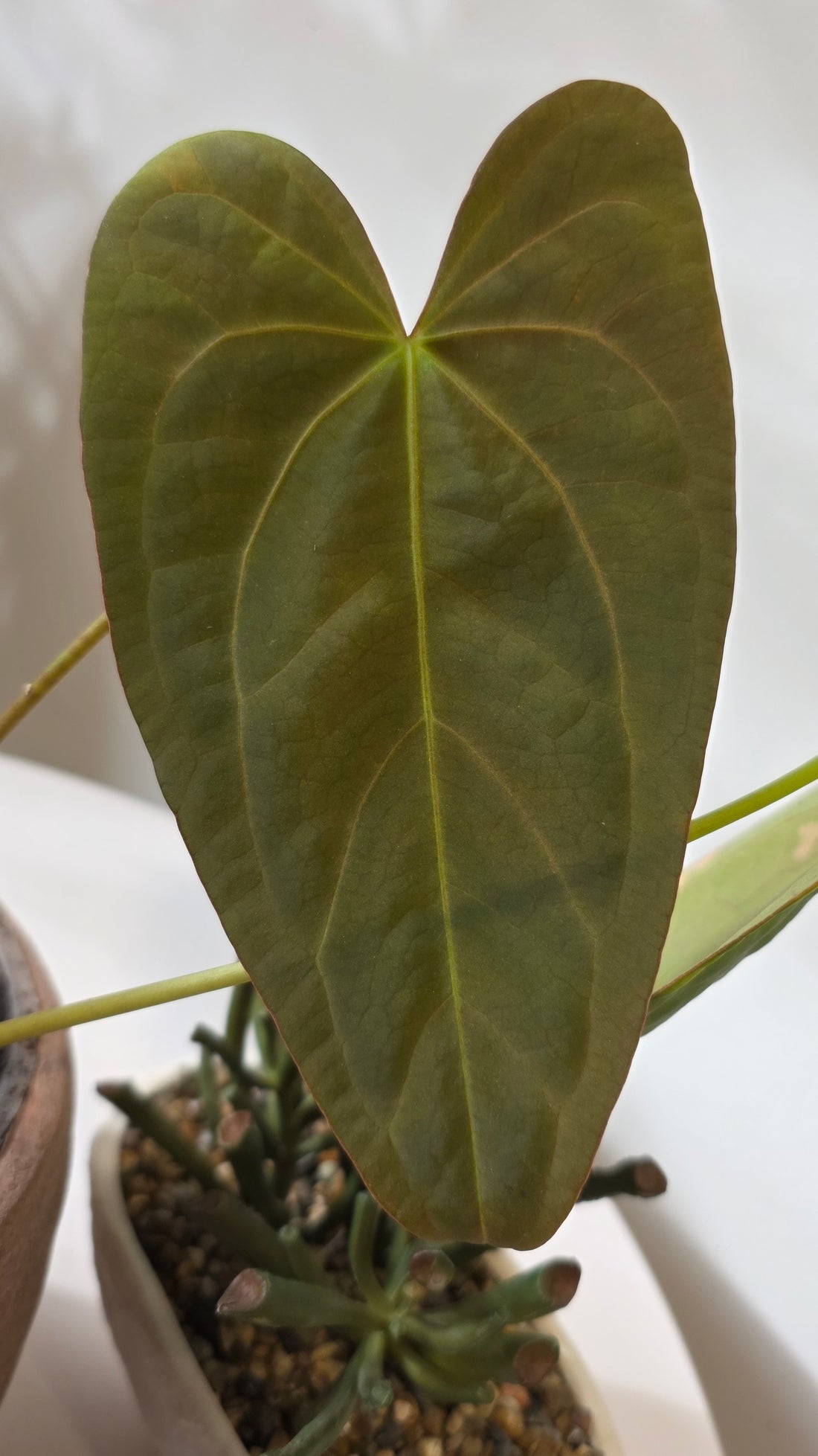Anthurium Nocturne Plush (Cuyabeno Soul x Papillilaminum) "A"