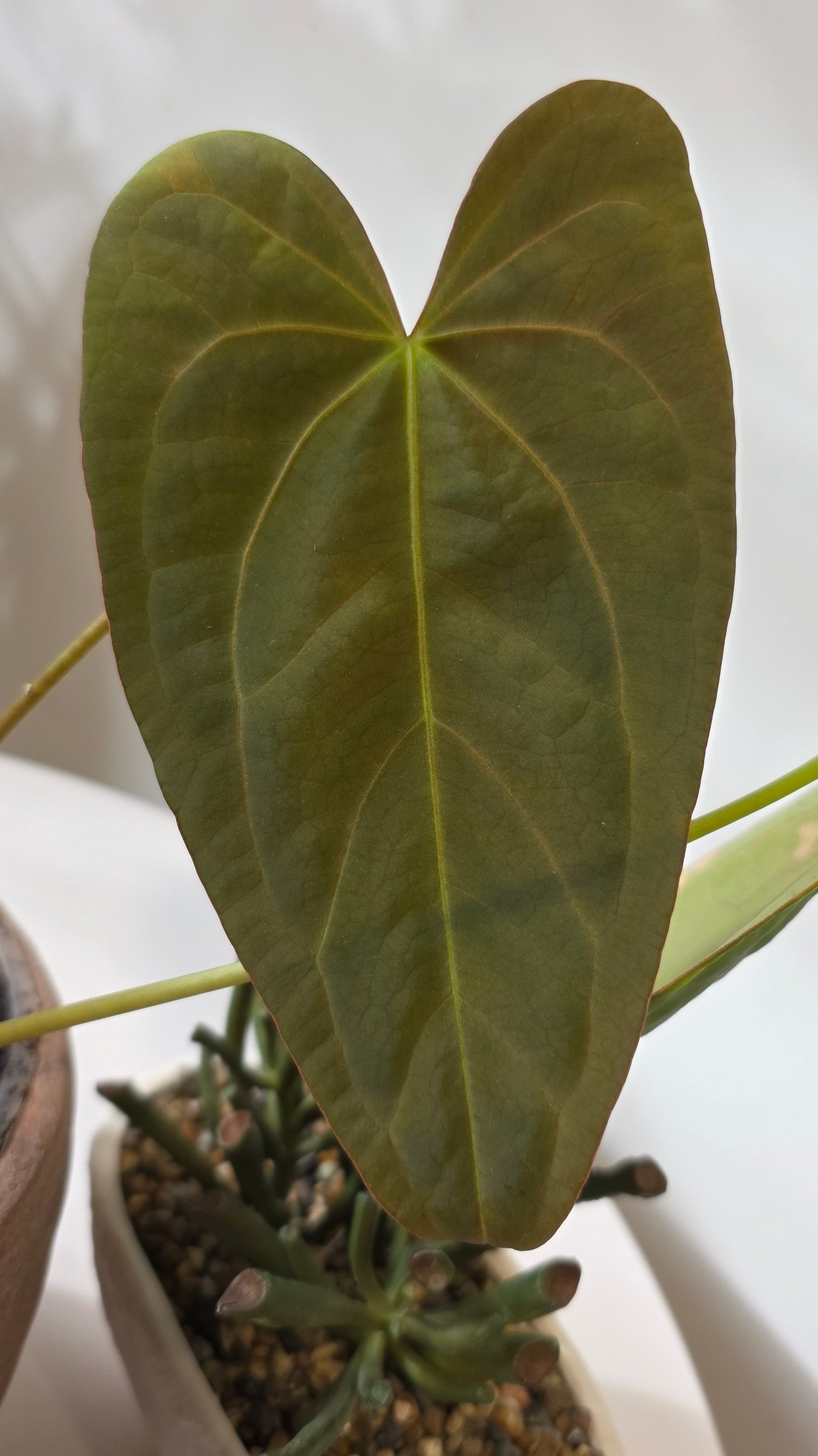 Anthurium Nocturne Plush (Cuyabeno Soul x Papillilaminum) "A"