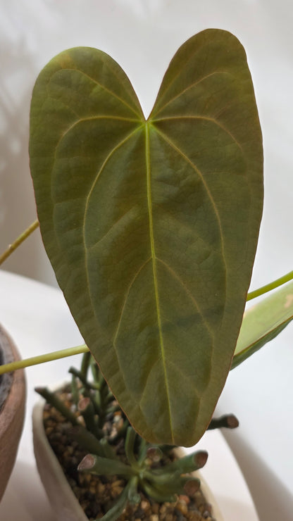 Anthurium Nocturne Plush (Cuyabeno Soul x Papillilaminum) "A"