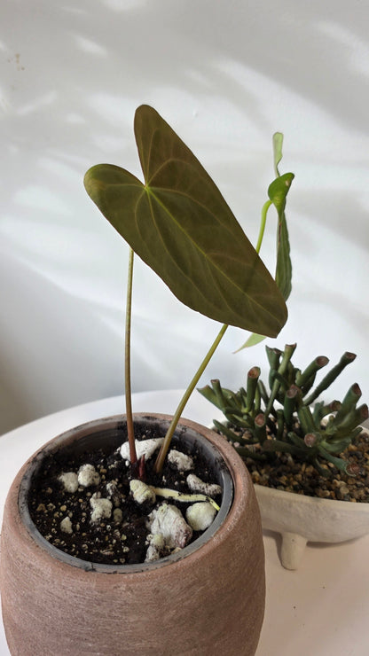 Anthurium Nocturne Plush (Cuyabeno Soul x Papillilaminum) "A"