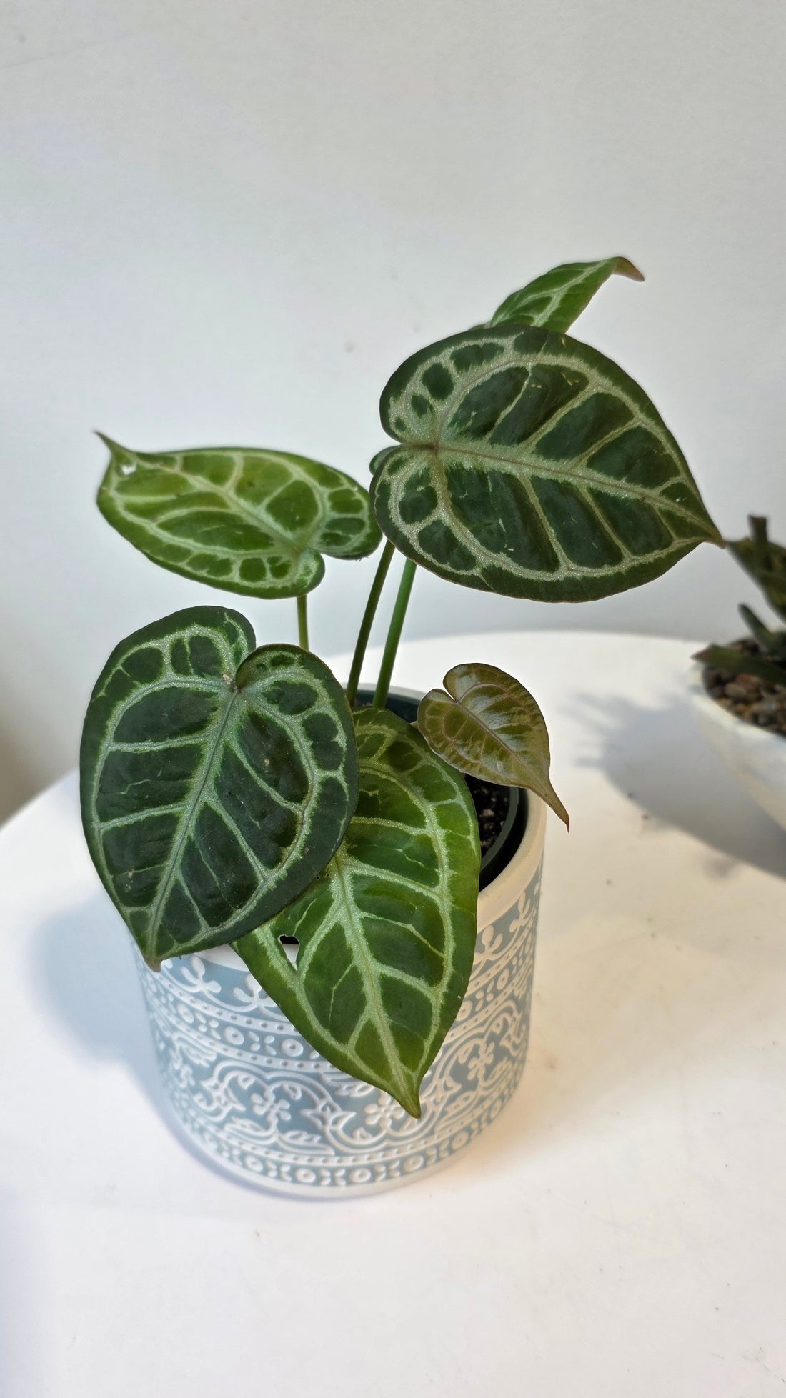 Anthurium king of spades x red crystallinum