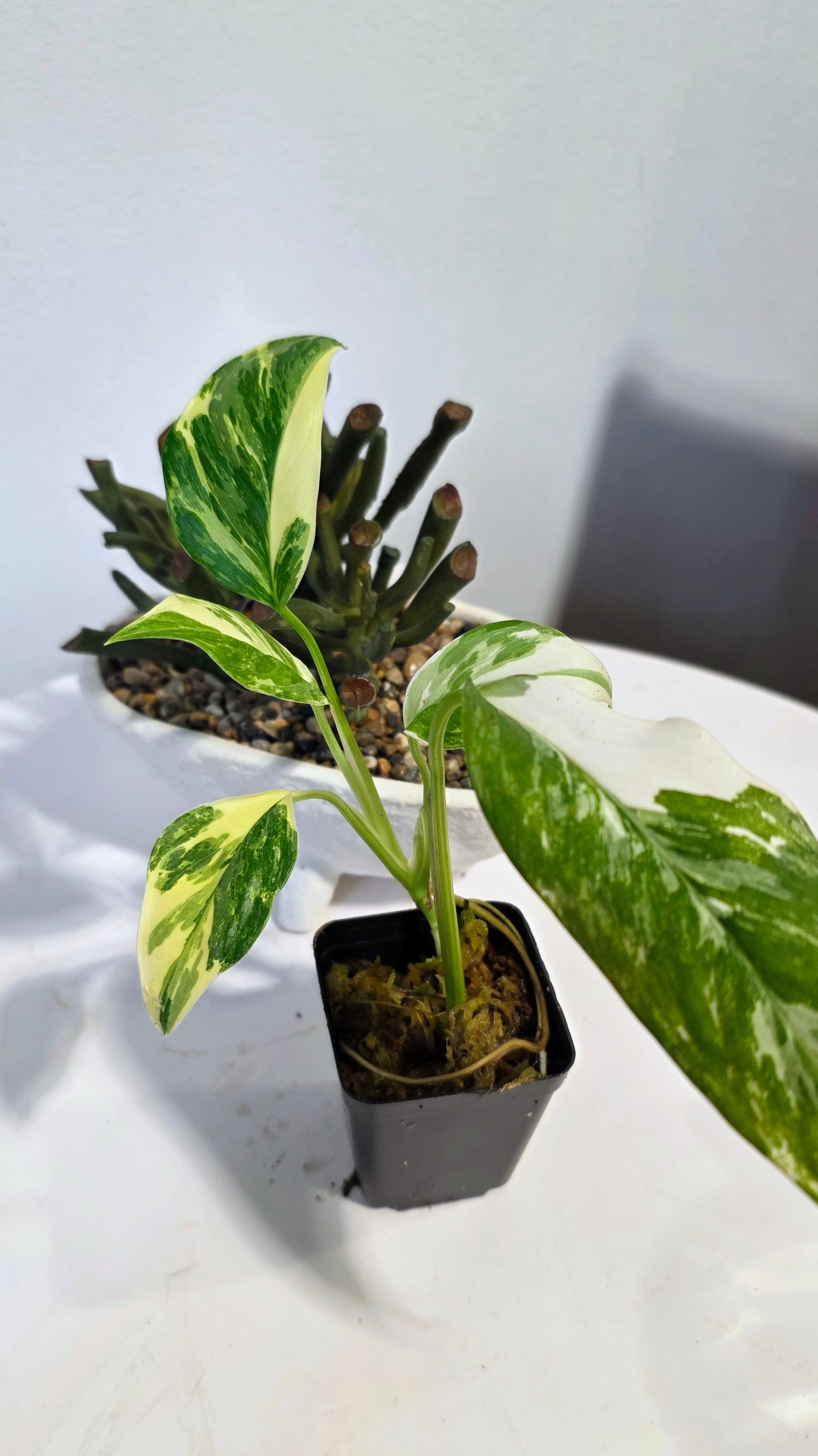 Monstera Lechleriana "A"