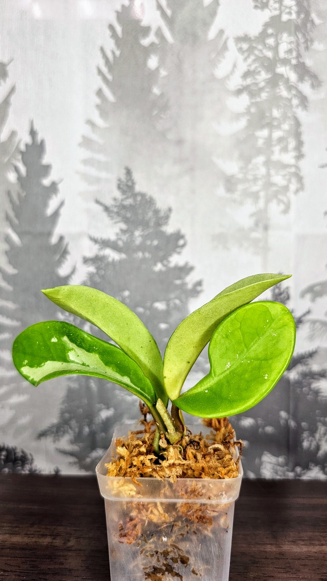 Hoya AH 074 (WH 04)