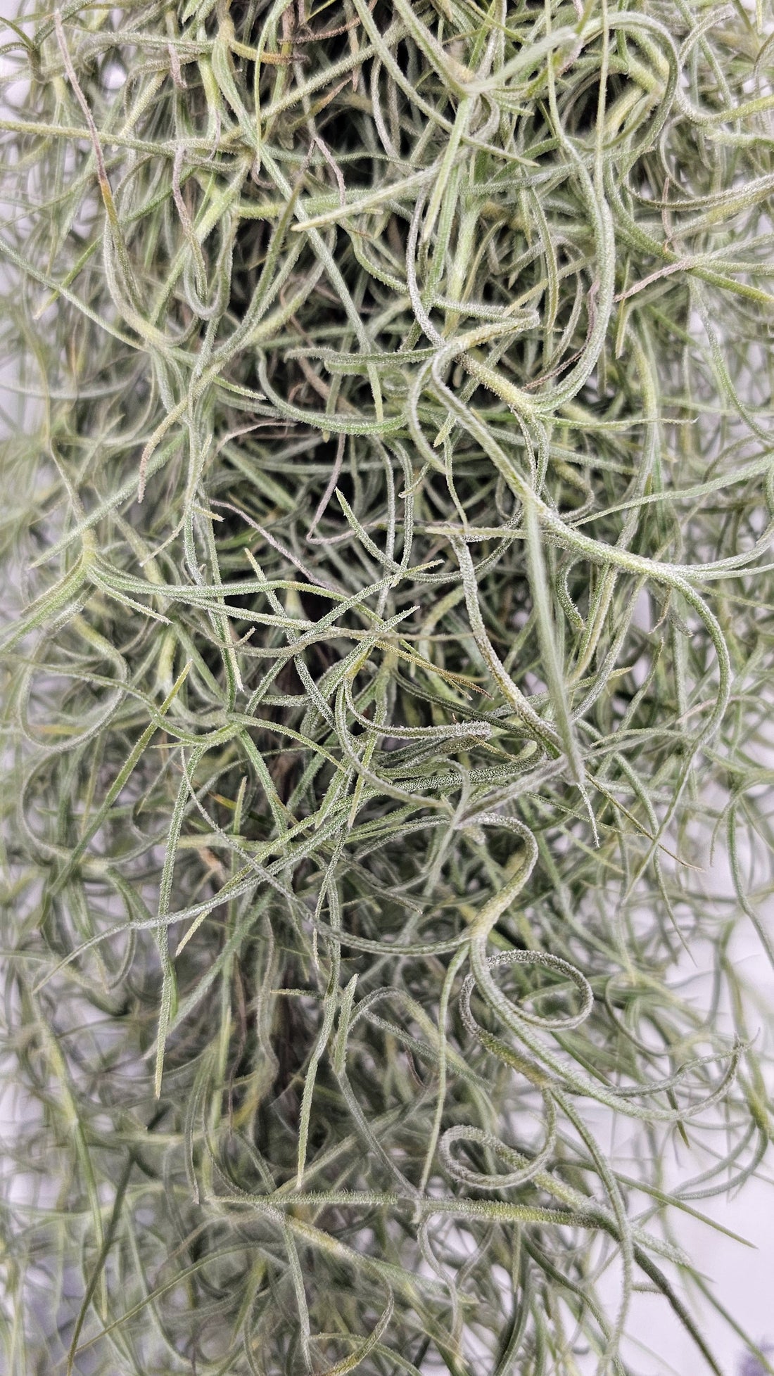 Tillandsia usneoides - Spanish Moss