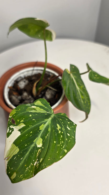 Philodendron Gloriosum Tricolor