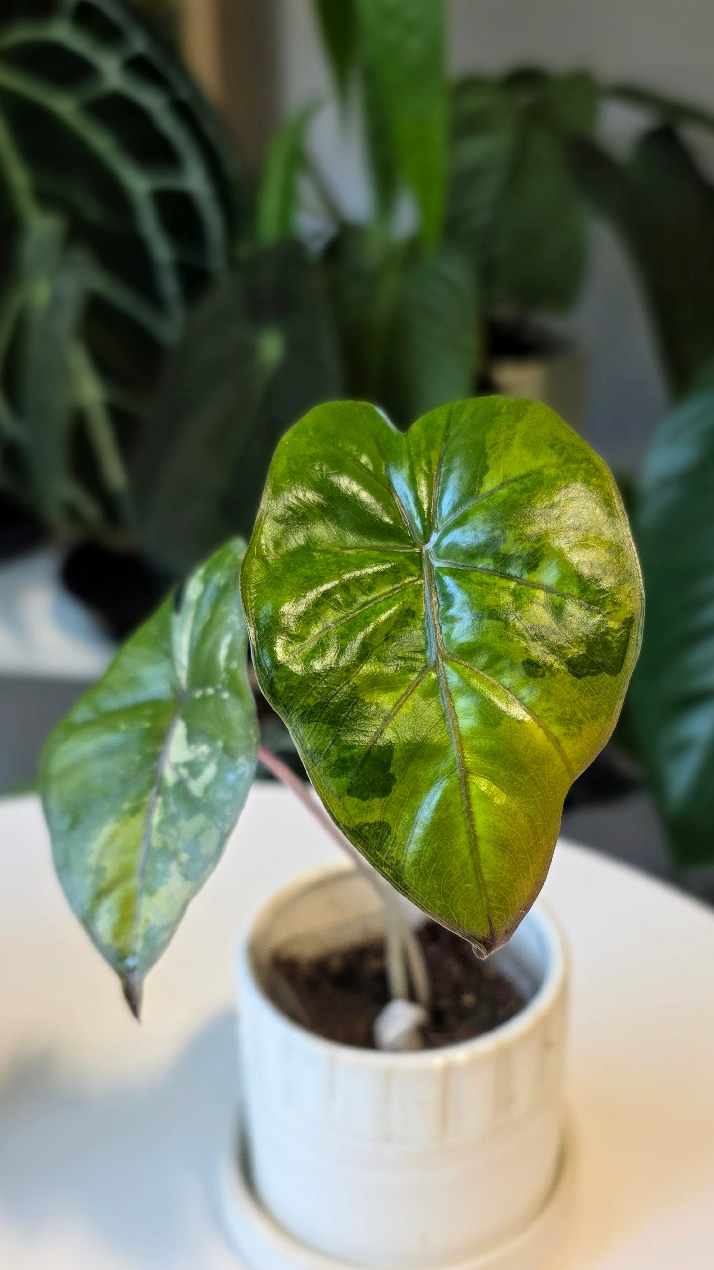 Alocasia Yucatan Princess Variegated (B)