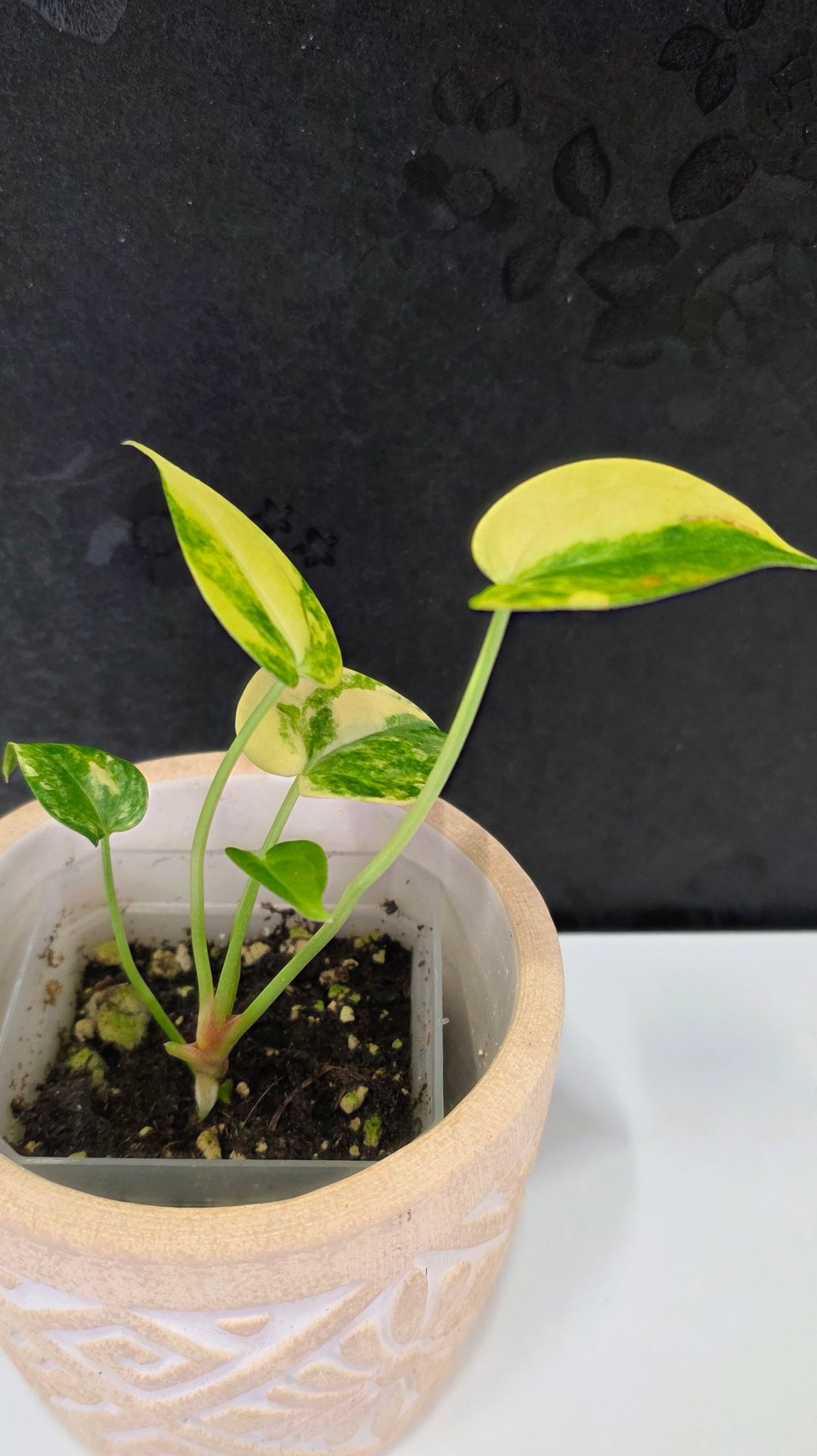 Anthurium Clarinervium Variegated A
