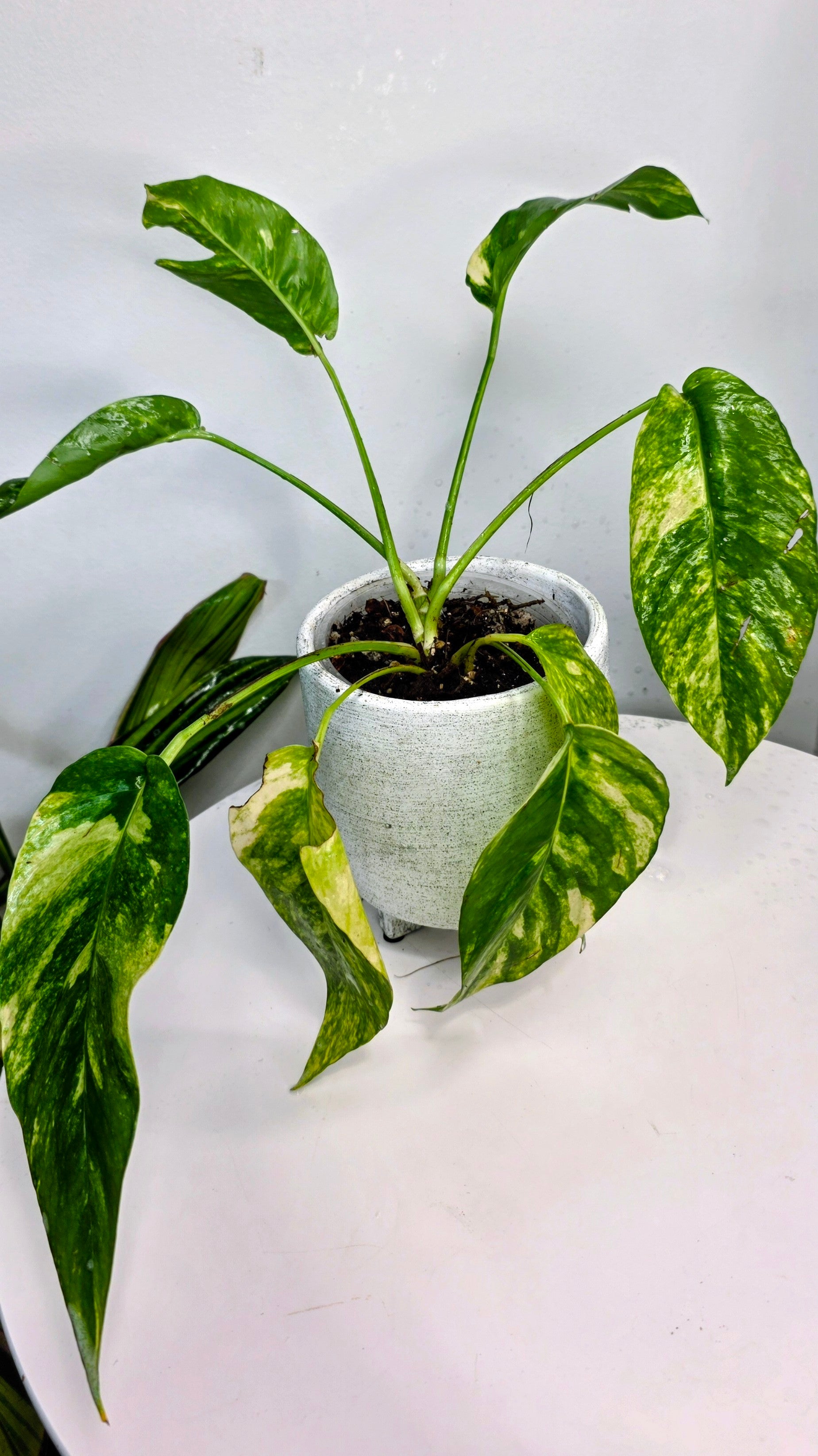 Epipremnum Pinnatum Sunburst E