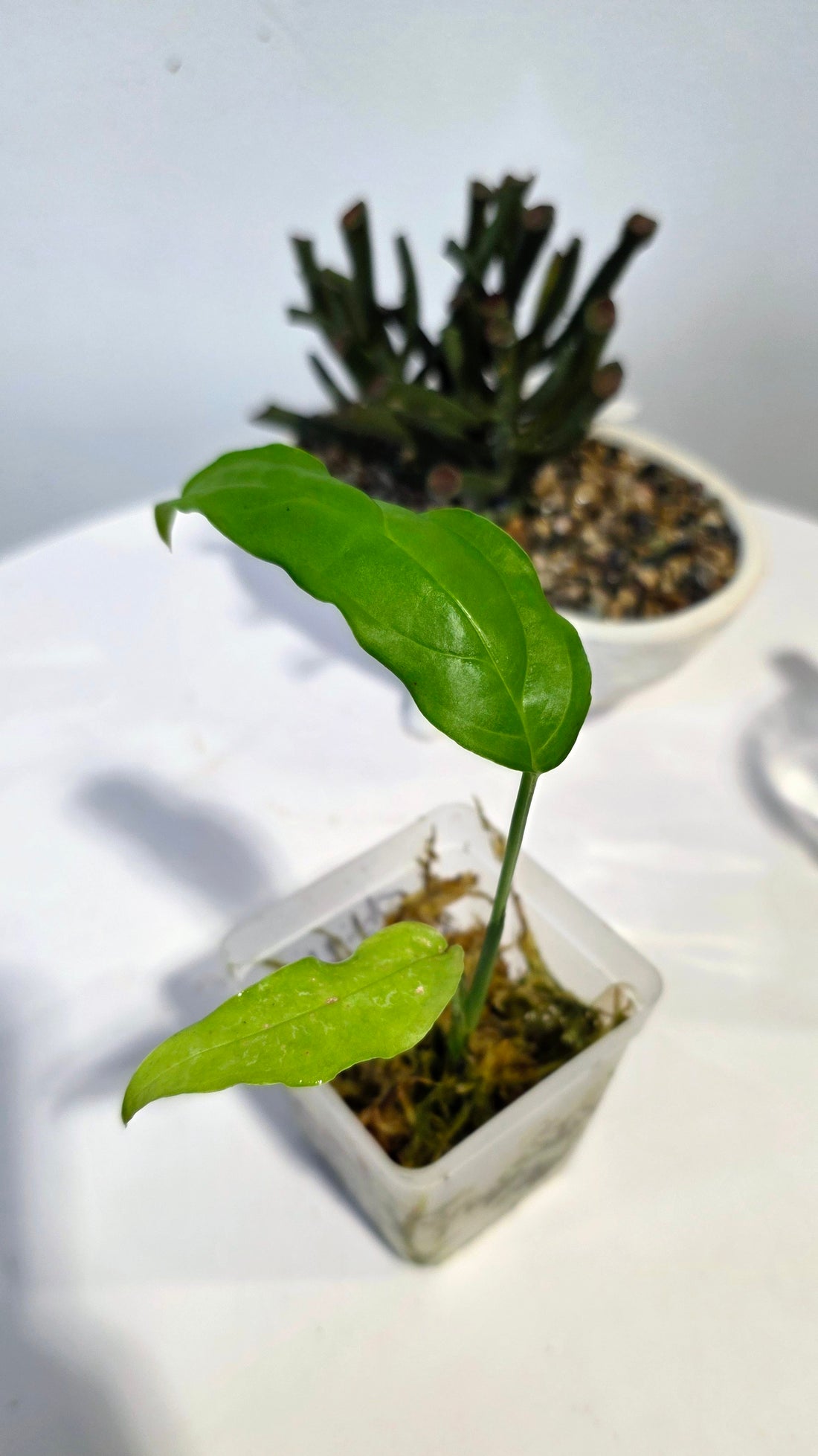 Monstera Obliqua Amazonas "A"