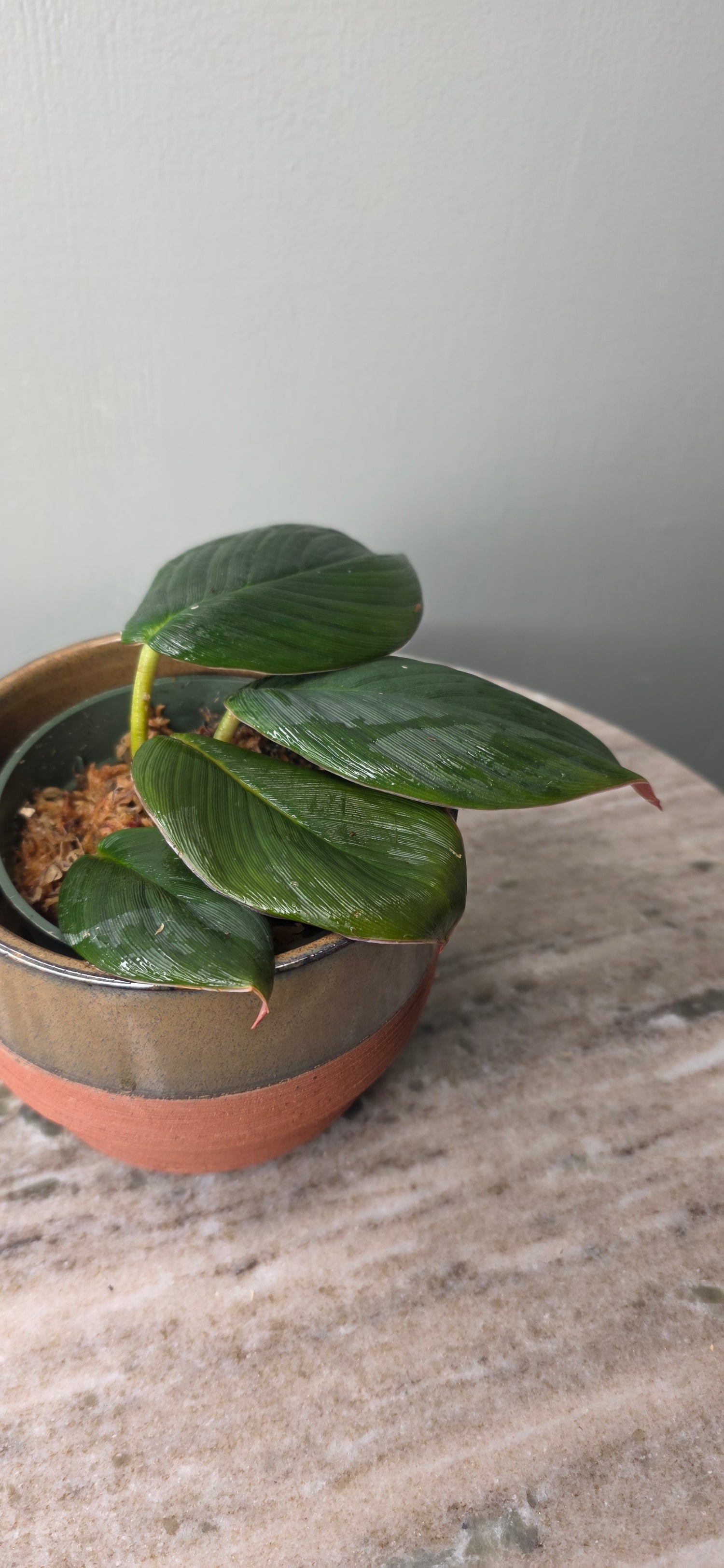 Homalomena pigskin black