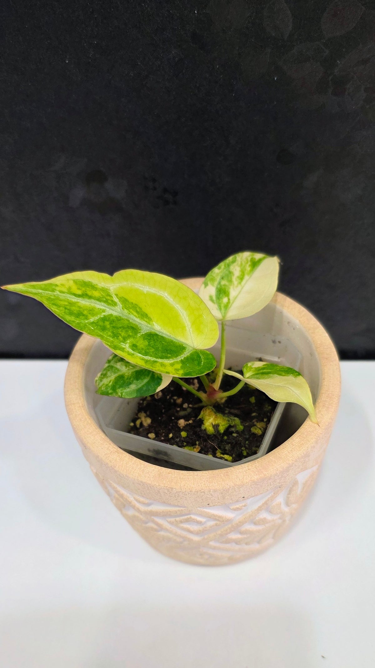 Anthurium Crystallinum Variegated A