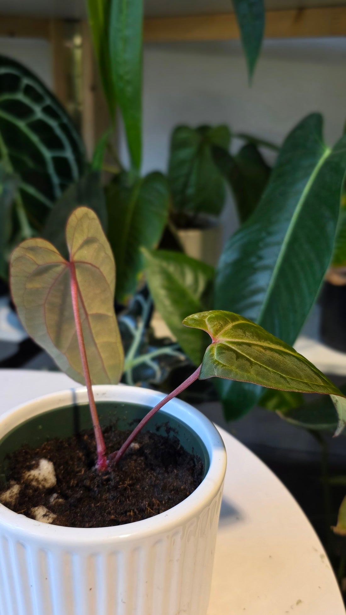 Anthurium Ace of Spades Dark Form (A)