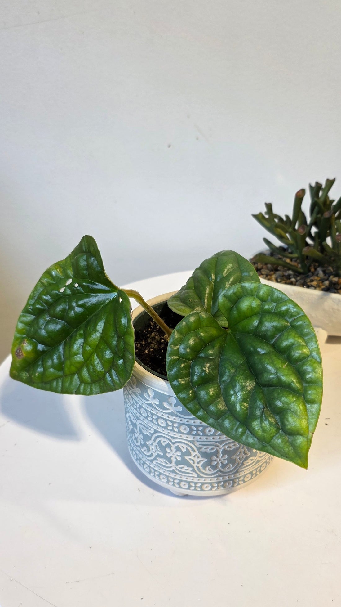 Anthurium Luxurians A