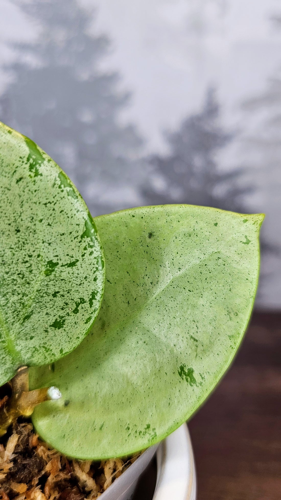 Hoya Parasitica Silver Ghost (WH 33)