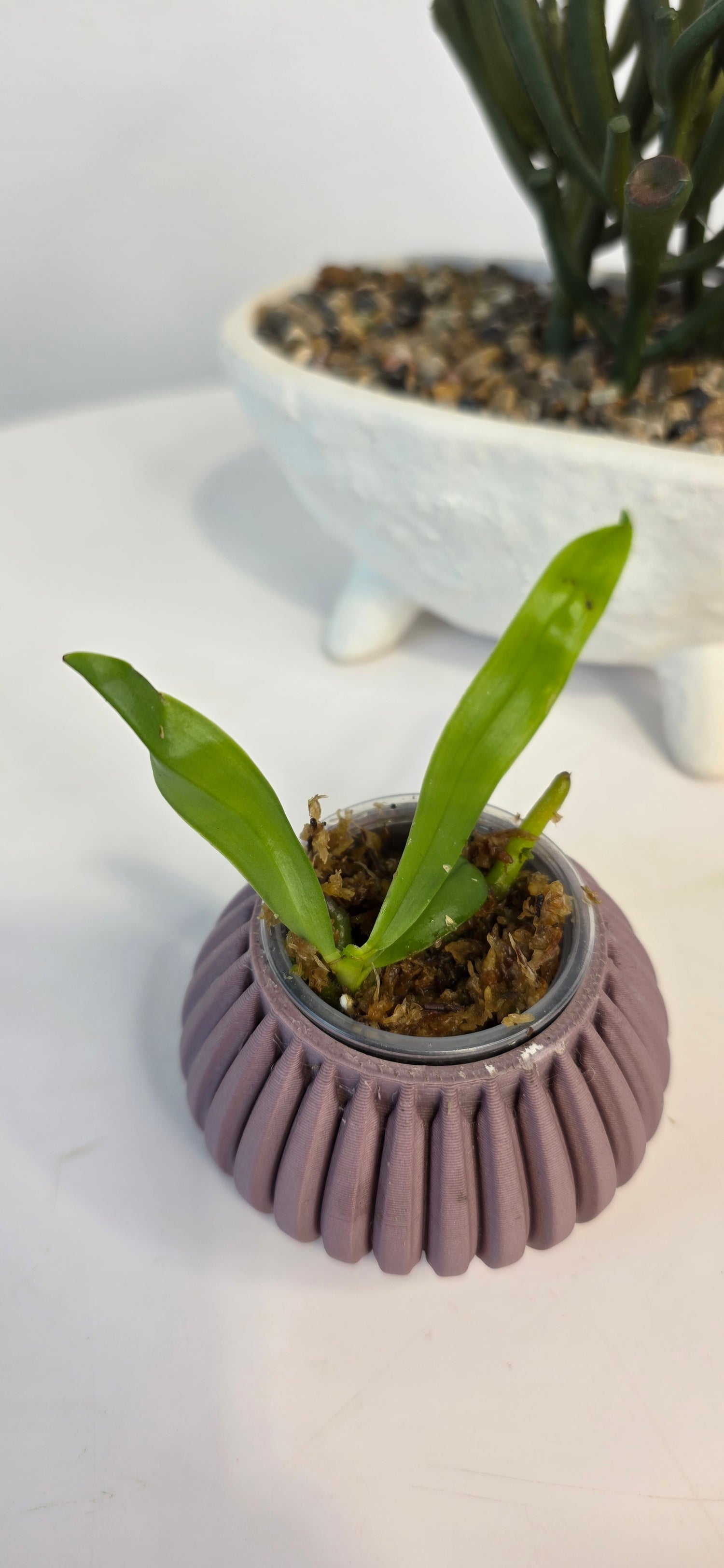 Palaenopsis amboinensis var. Flavida