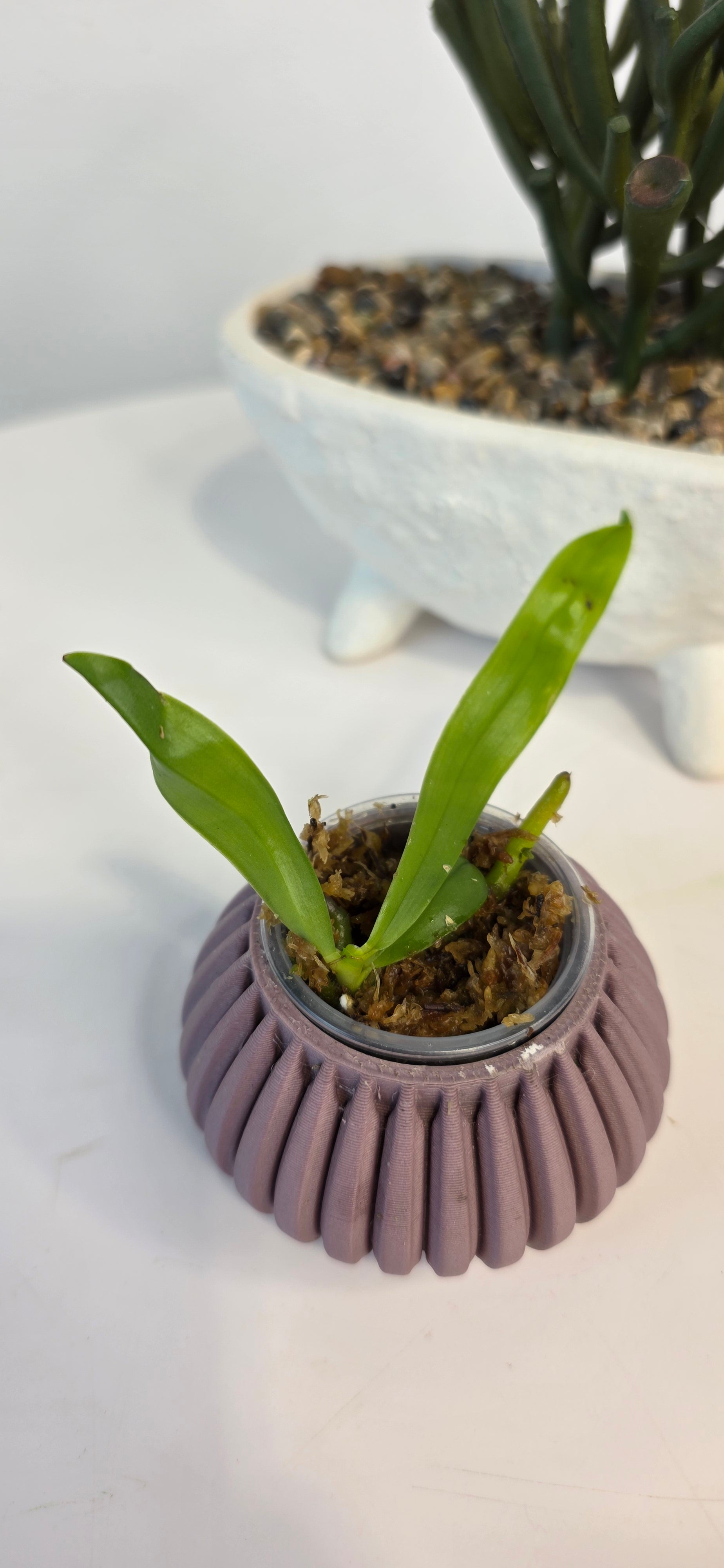 Palaenopsis amboinensis var. Flavida