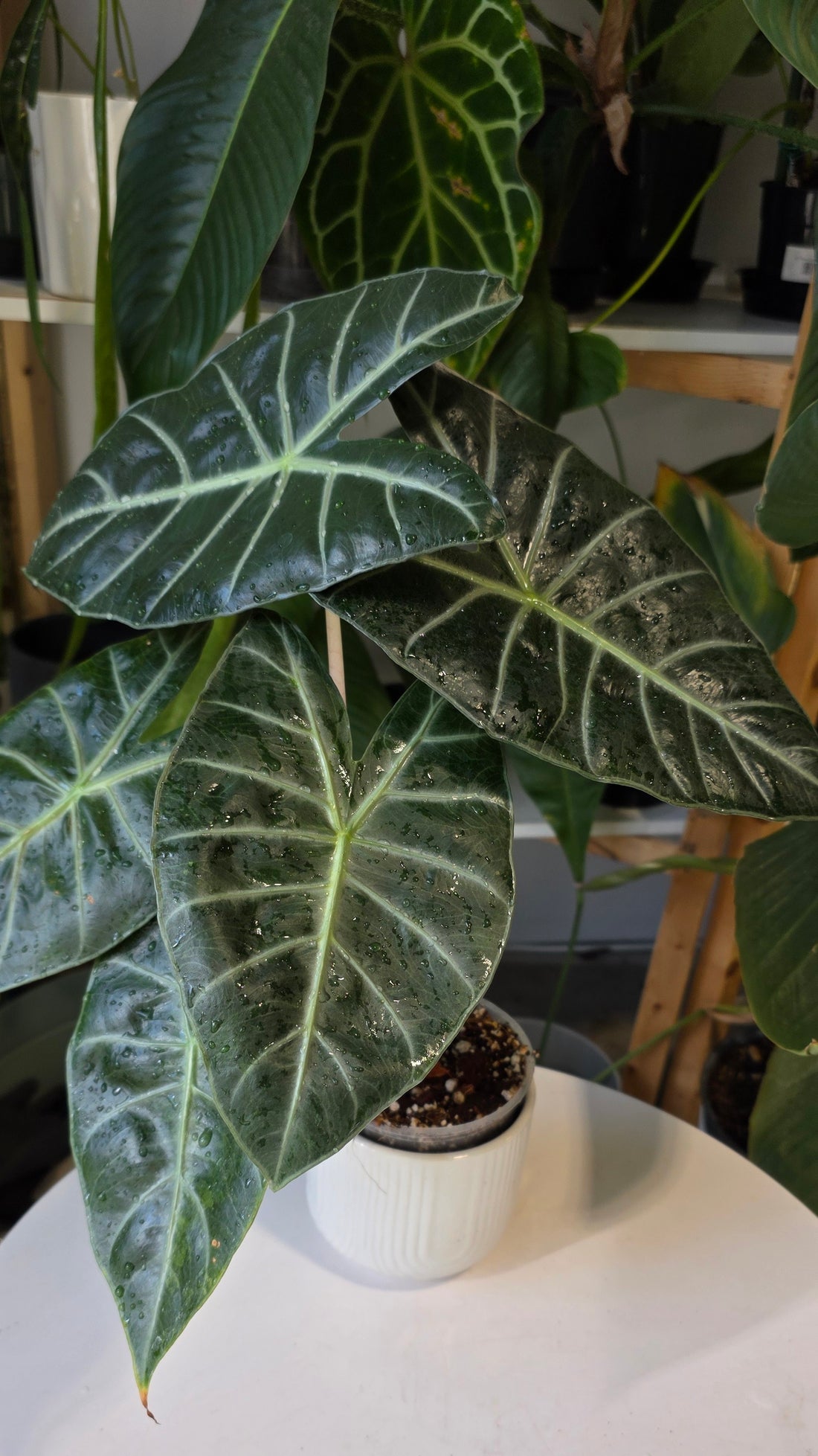Alocasia nairobi nights (reverted aurea)