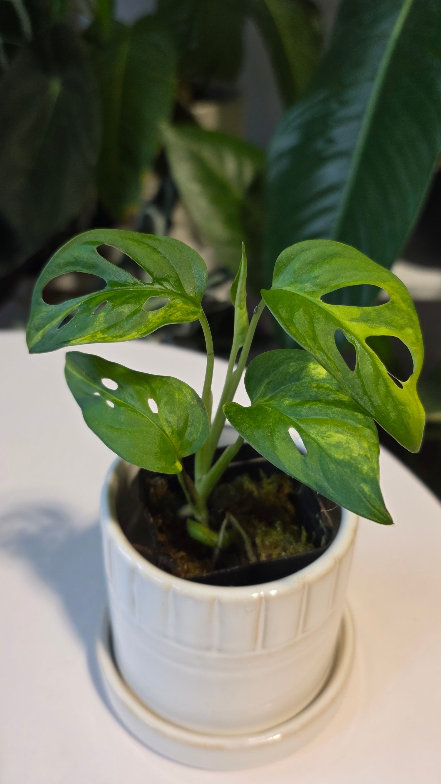 Monstera Adansonii Aurea (B)