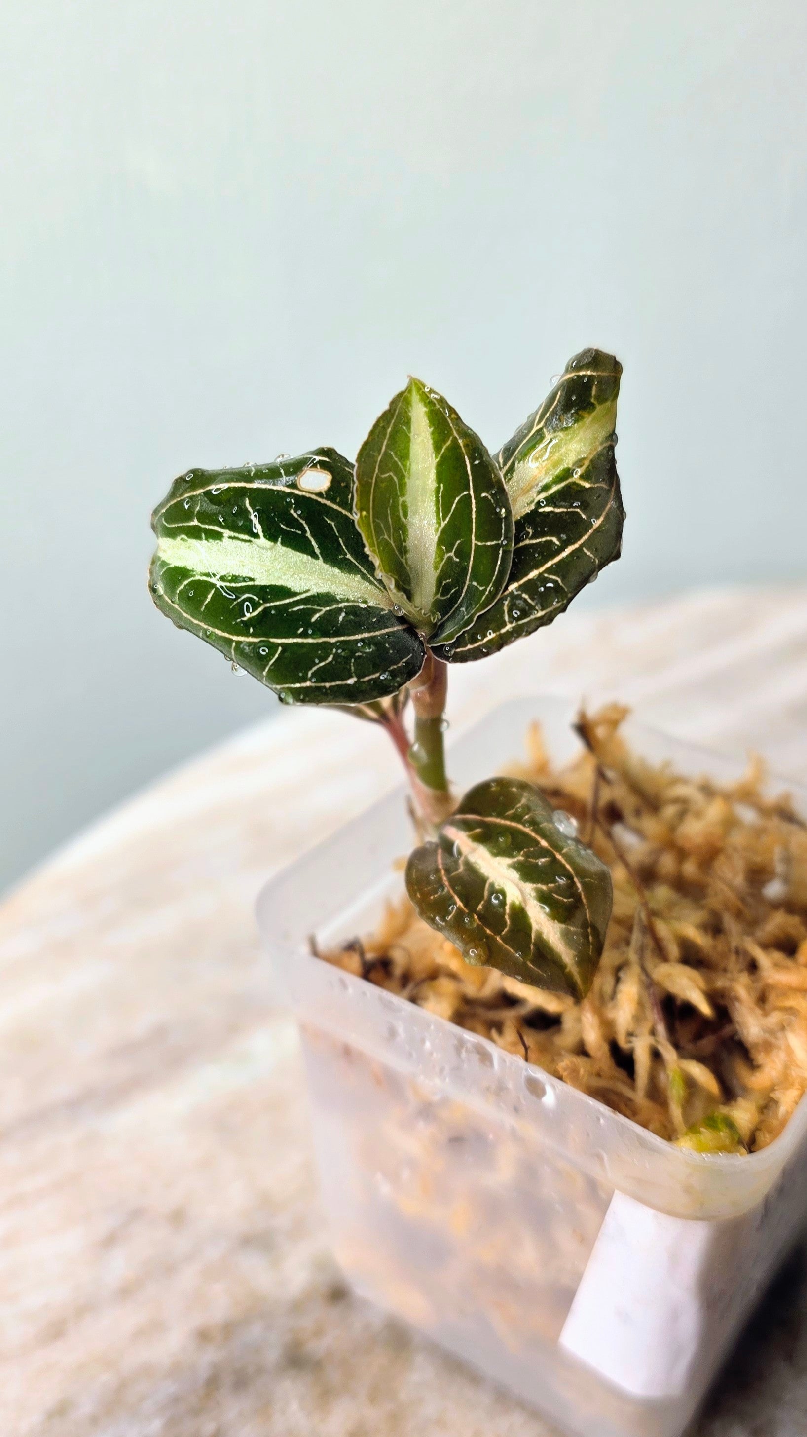 Anoectochilus Leyli Brown Hybrid