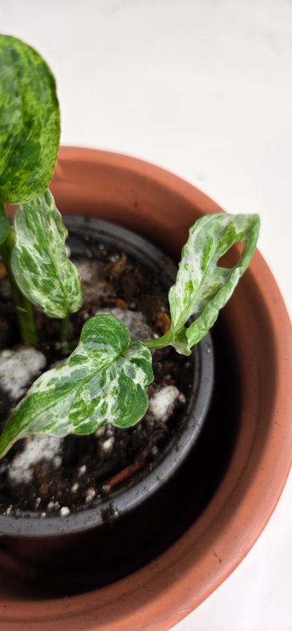 Monstera Adansonii Frozen Freckles B