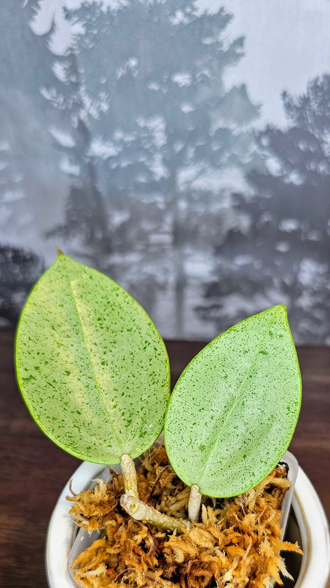 Hoya Parasitica Silver Ghost (WH 32)