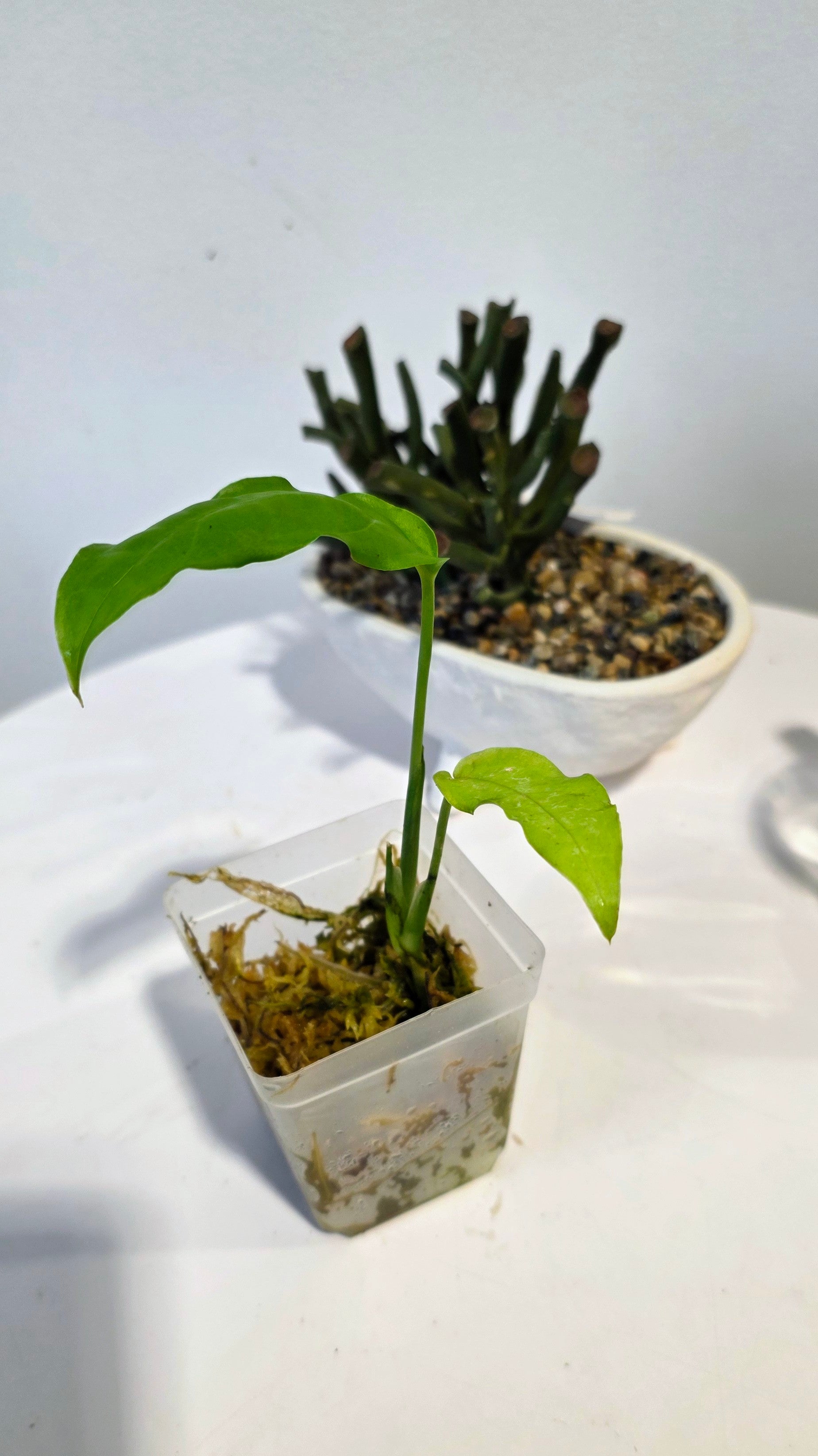 Monstera Obliqua Amazonas "A"
